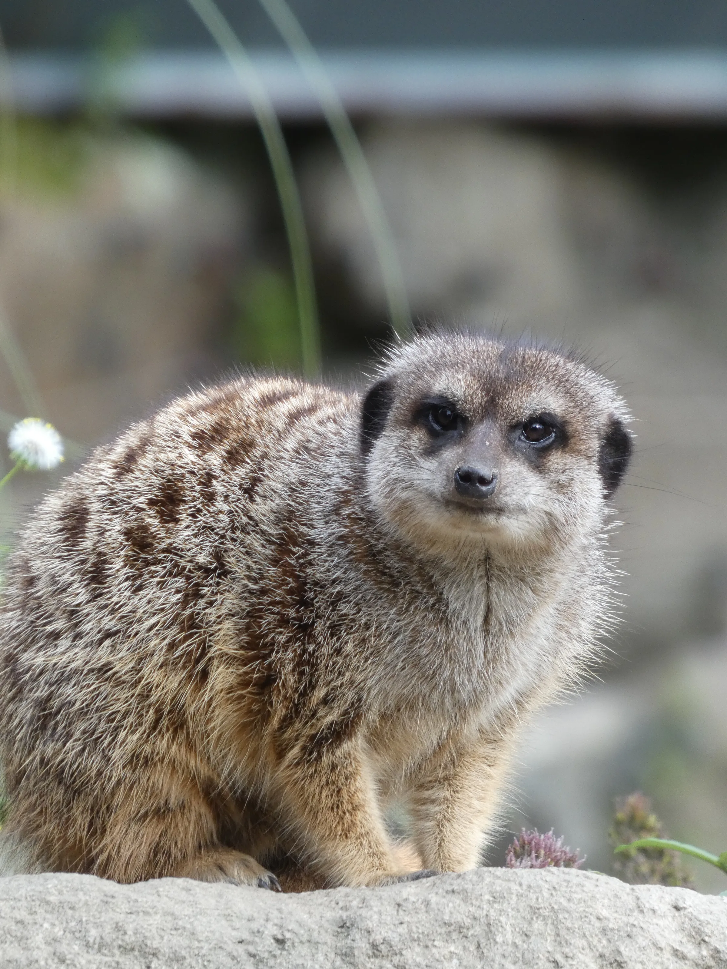 Meerkat
