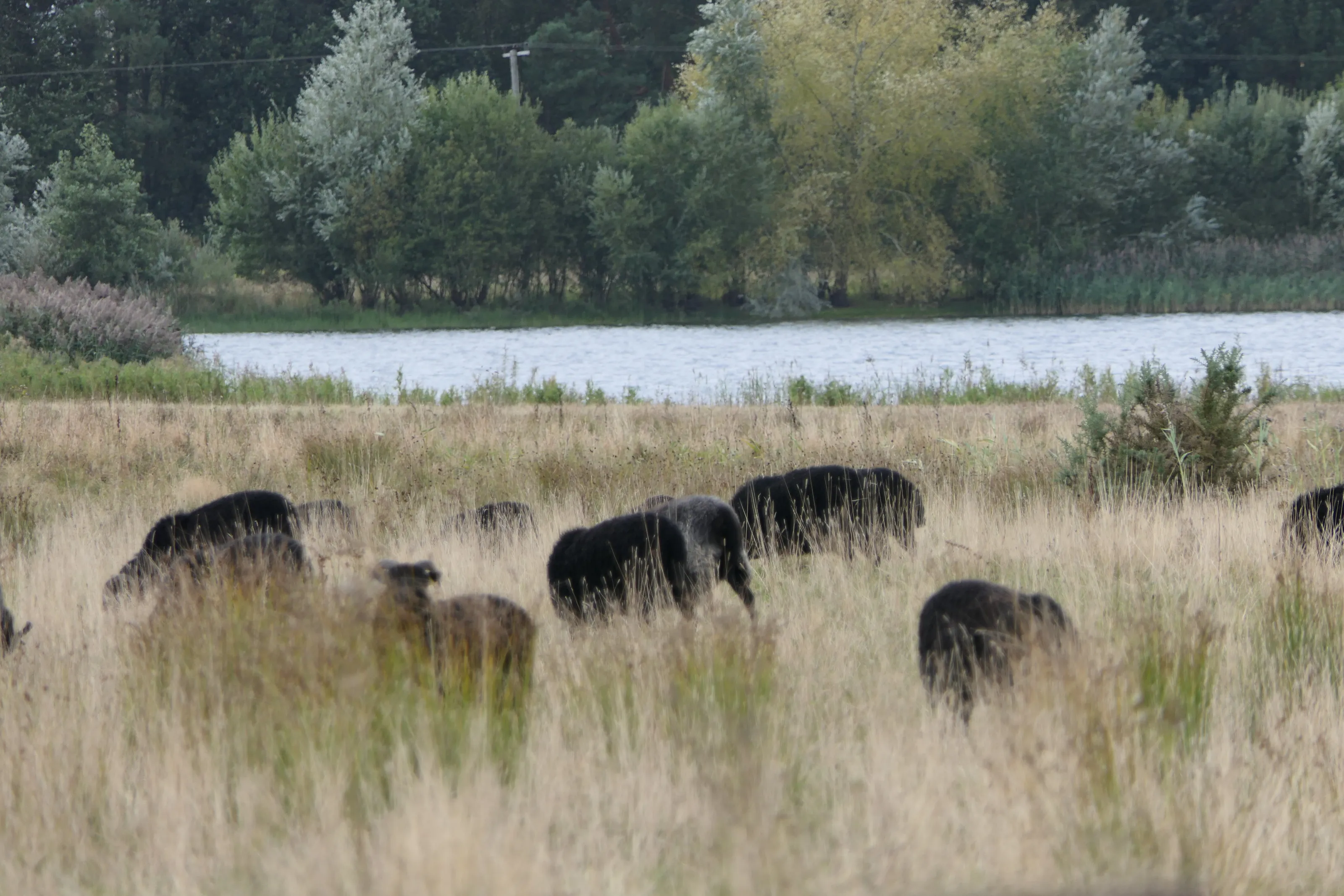 Sheepish view