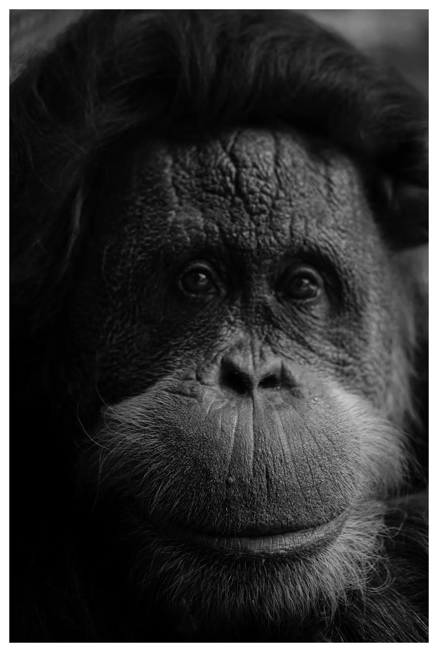 Introspective Gaze: The Soul of an Orangutan