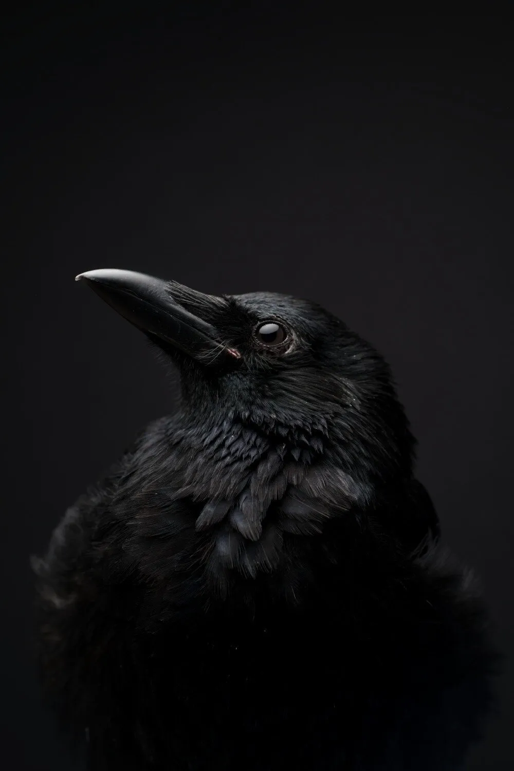 Mr Majestic