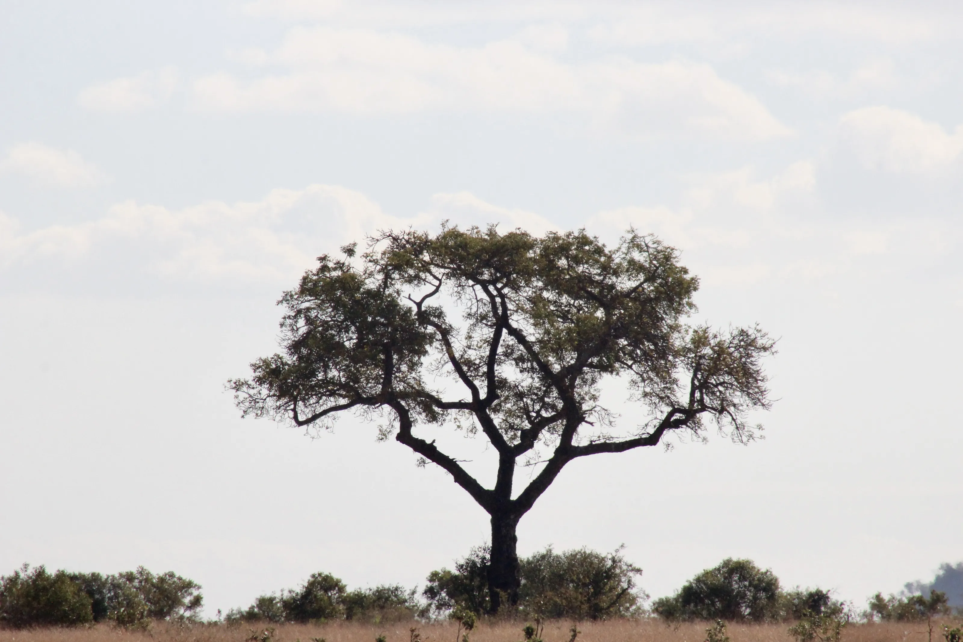 The beauty of nature