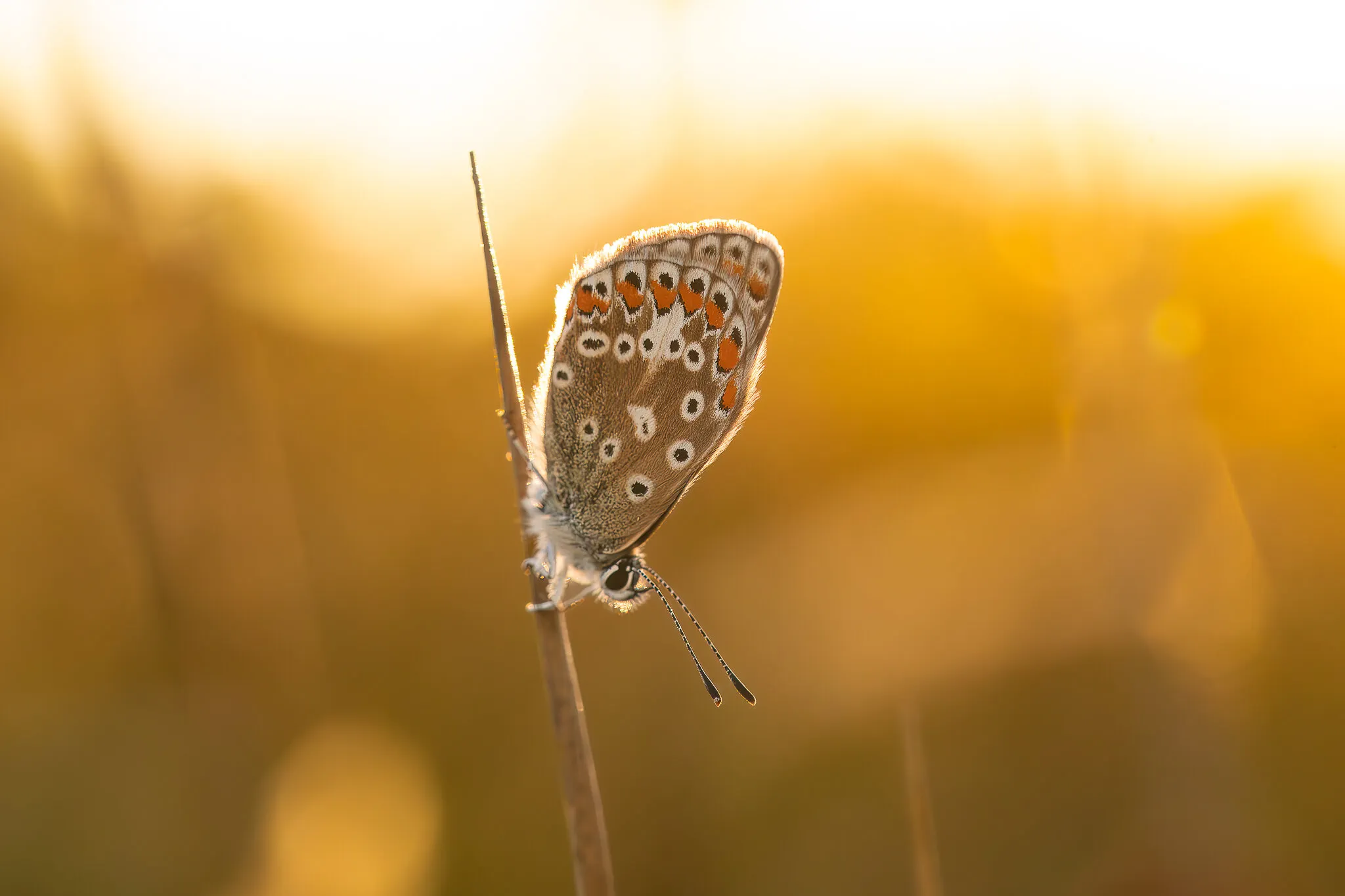 Chasing the last light