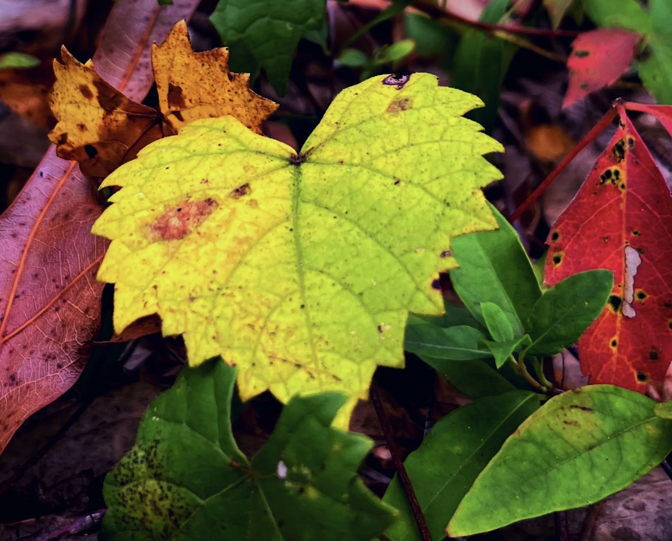 The colors of fall