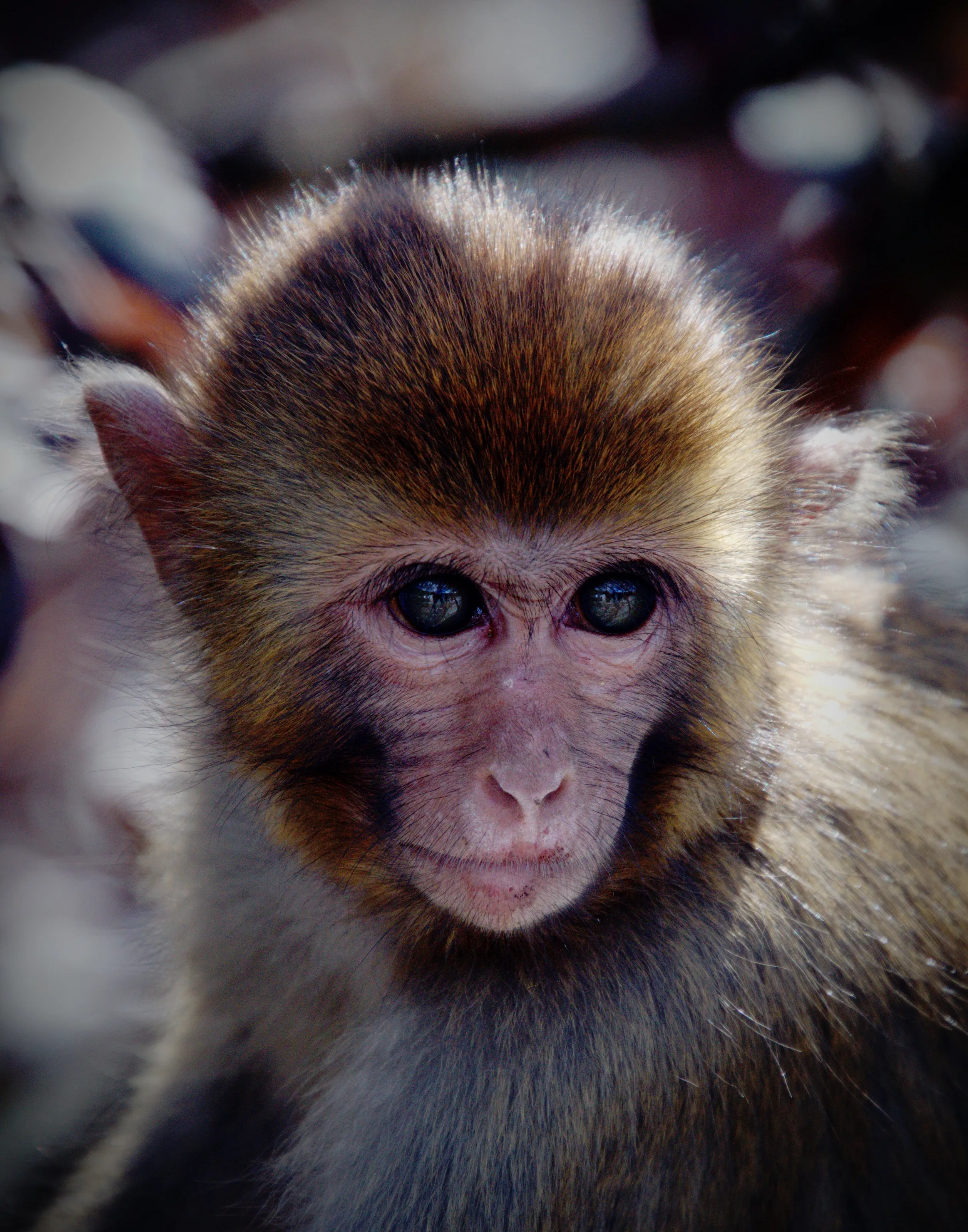 The Monkey
