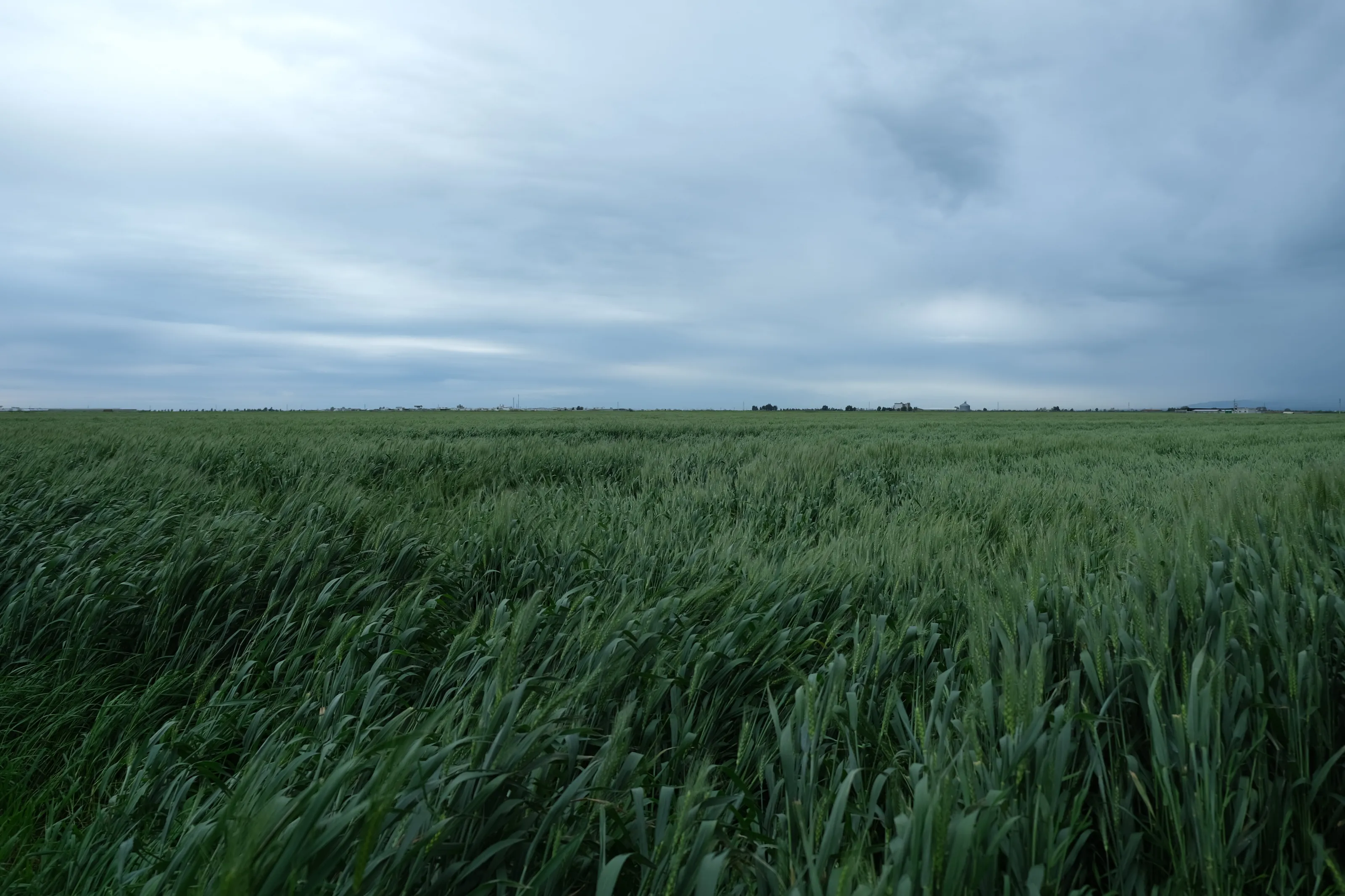 Green wheat fields