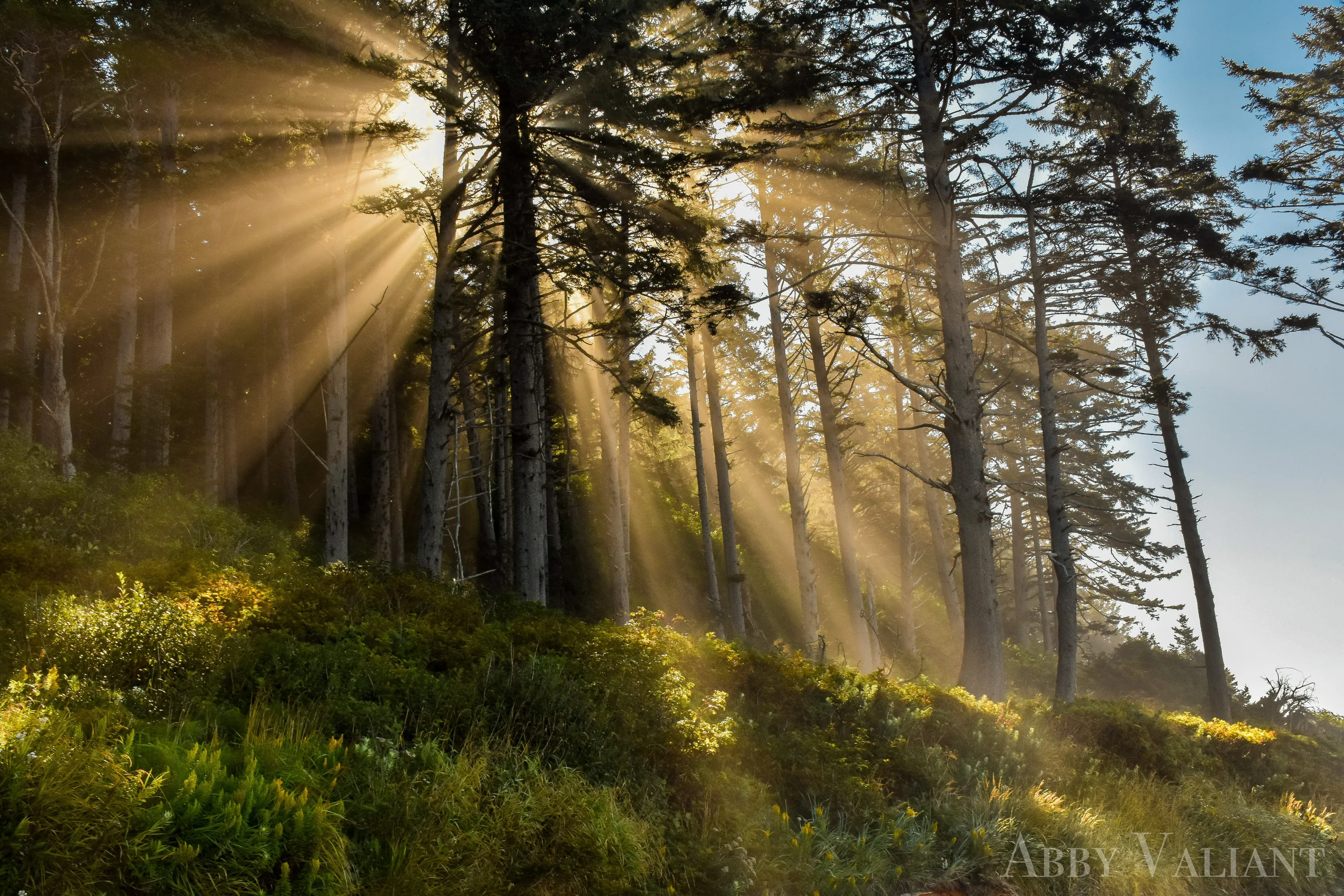Light Through the Trees