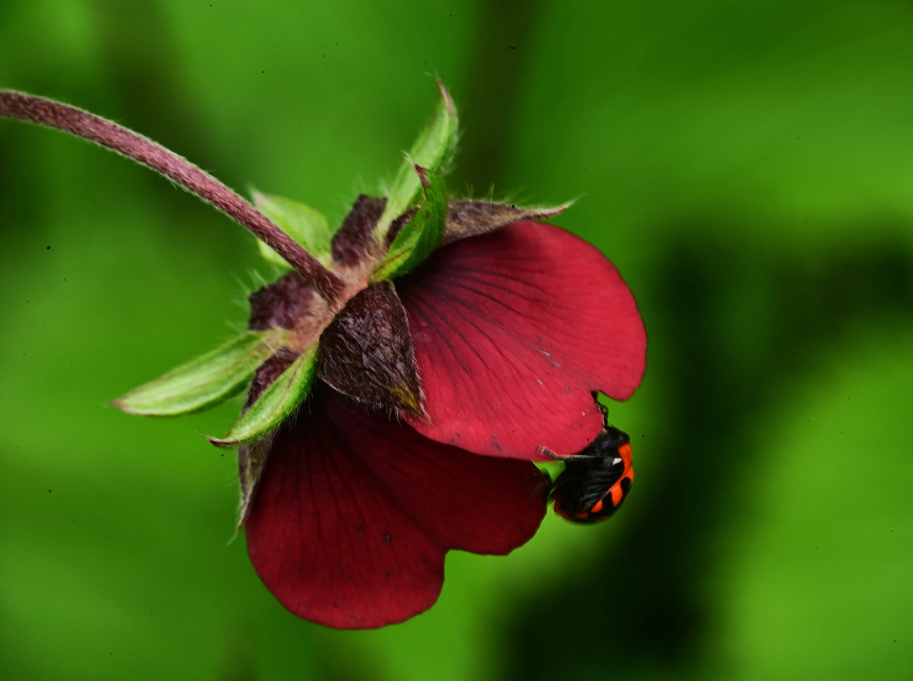Buggy Flower
