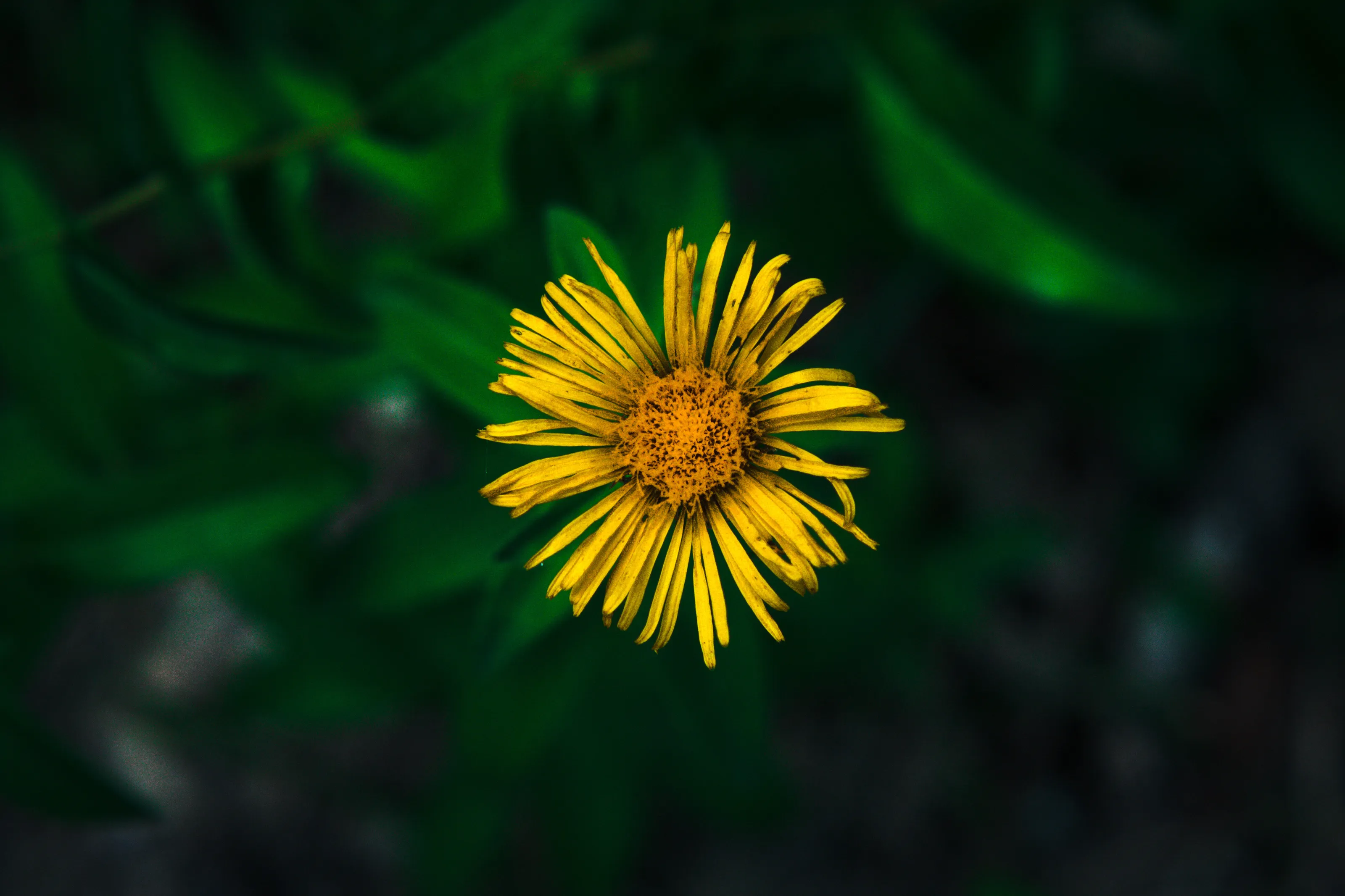 Lonely flower