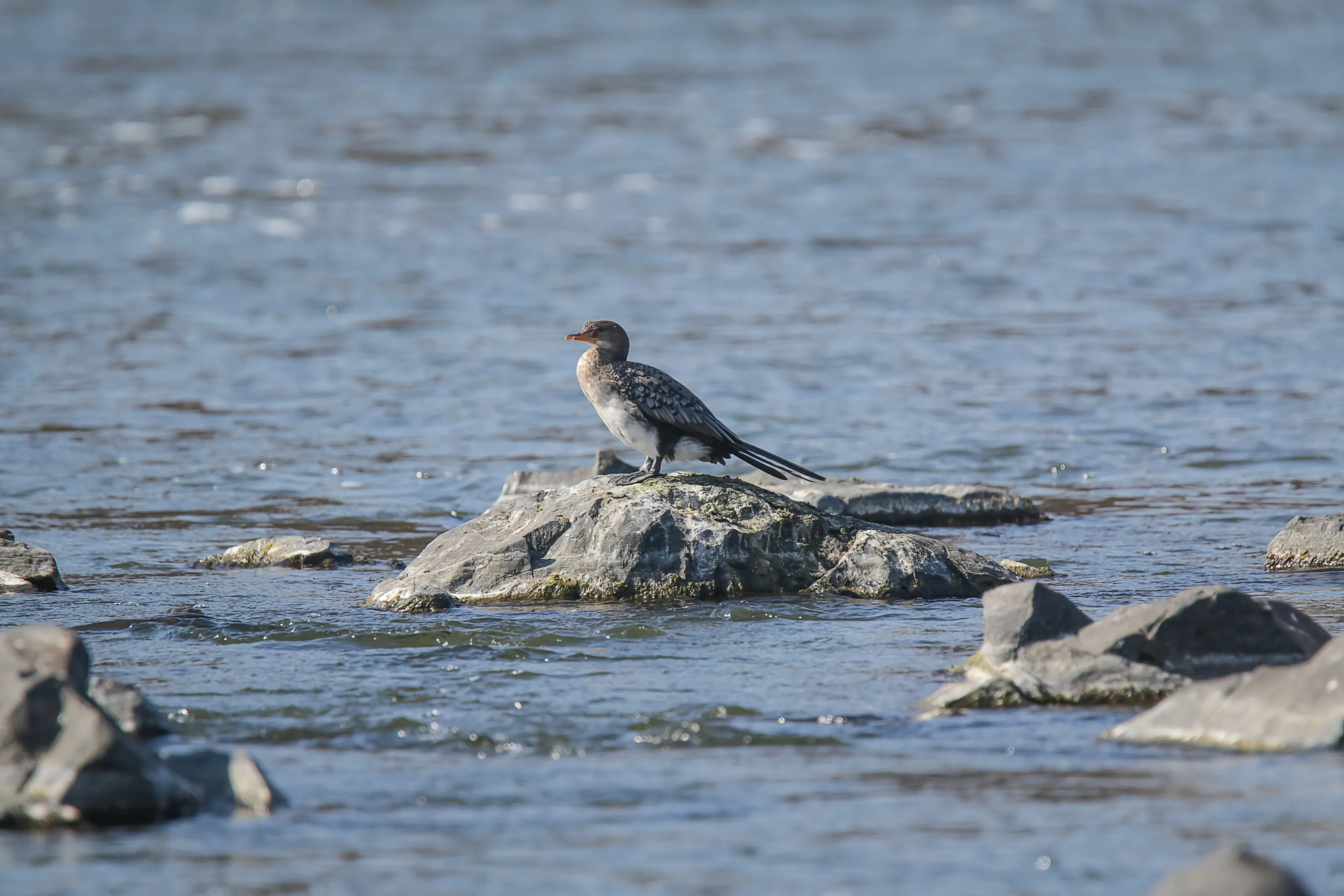 Lonely Bird