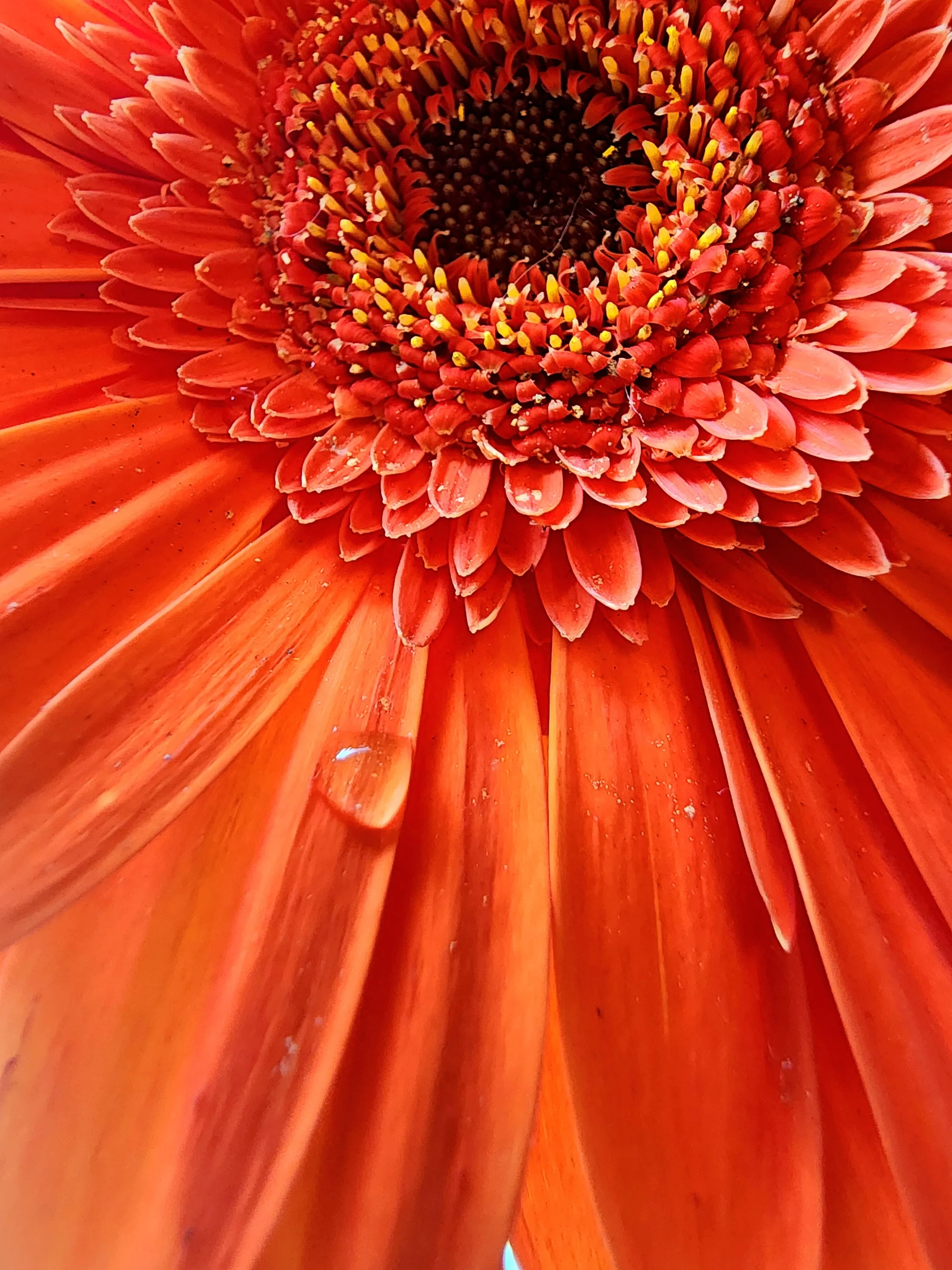 Sunflower Power