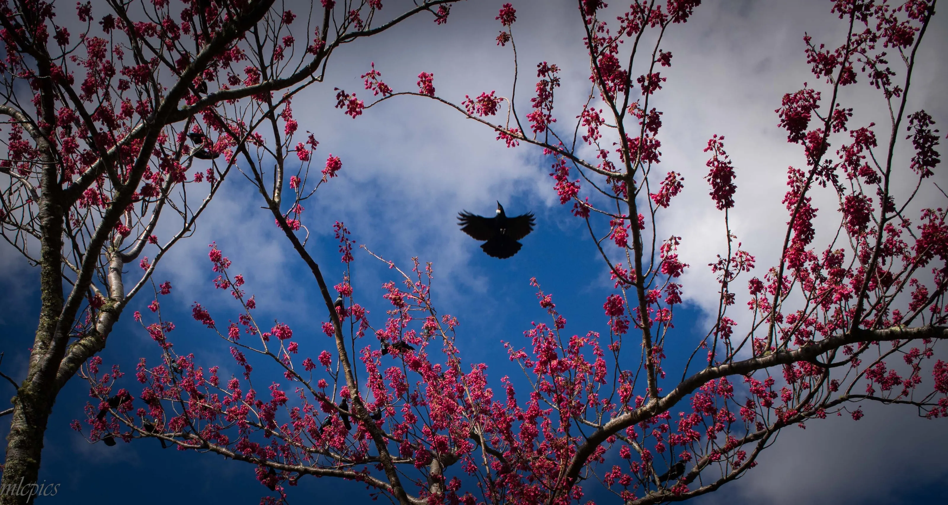 Tui
