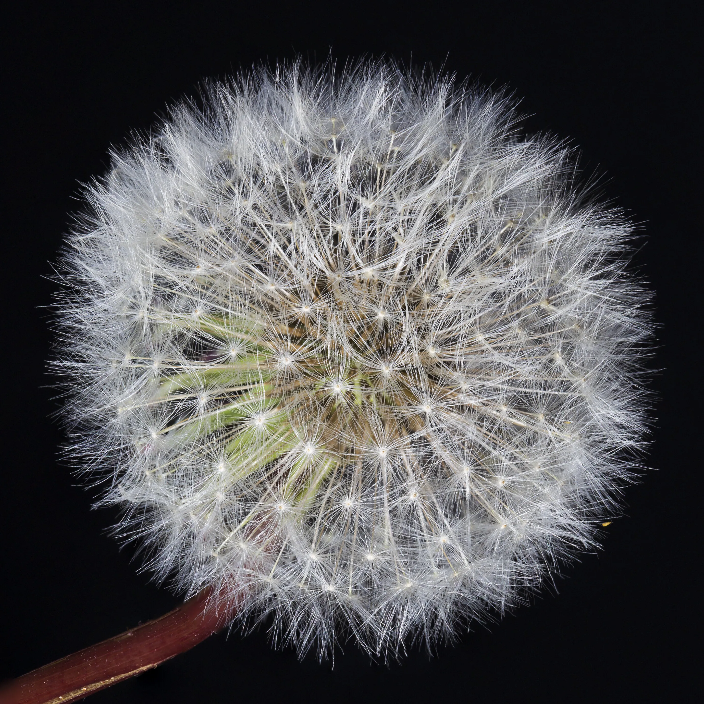 Dandelions