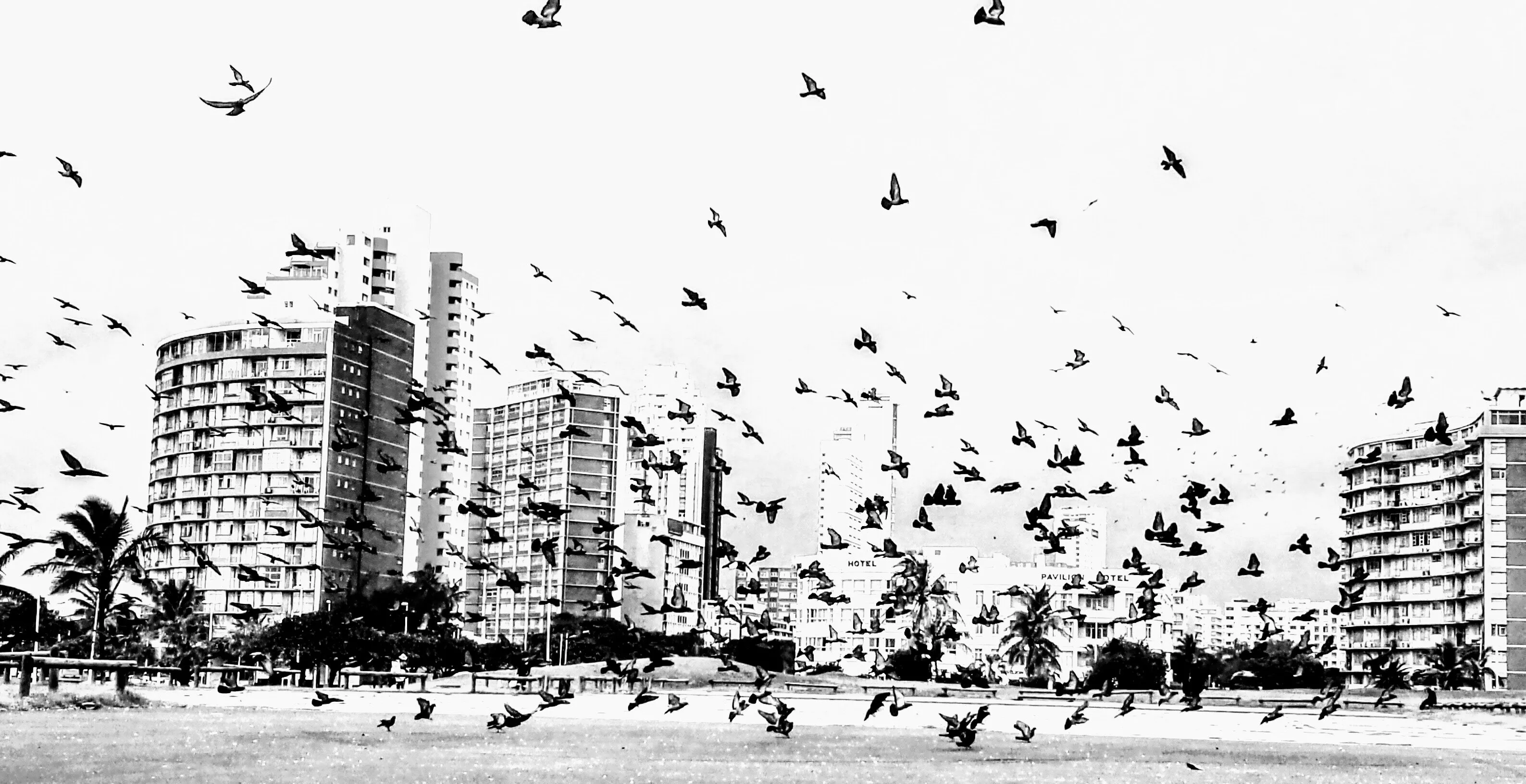 Morning Pigeons