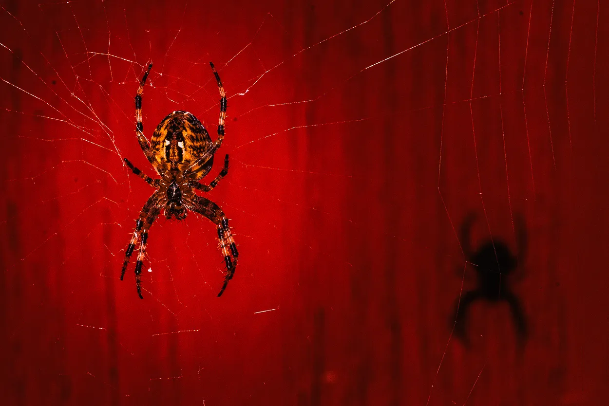 Entry 21786912