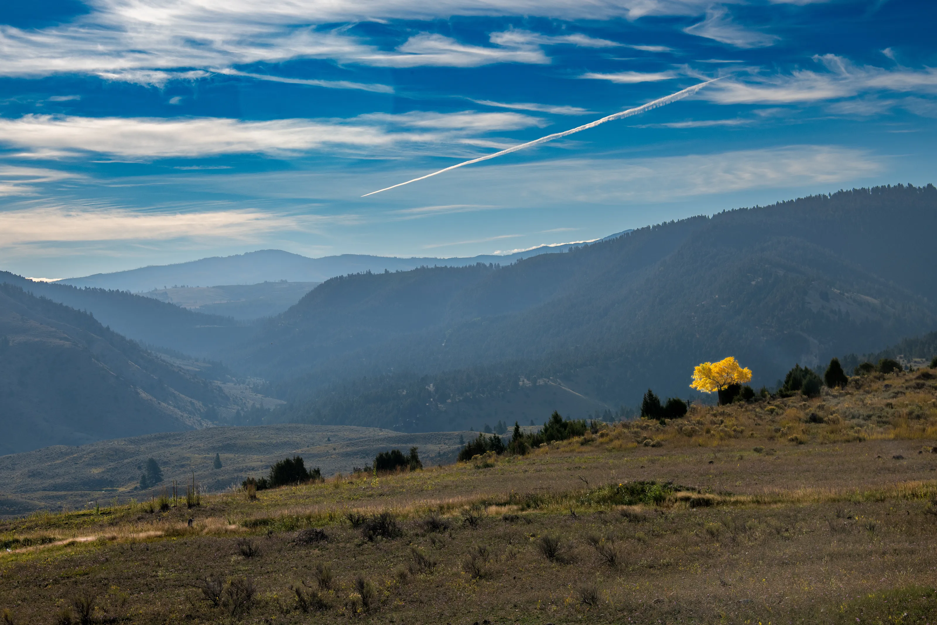 Yellow Tree