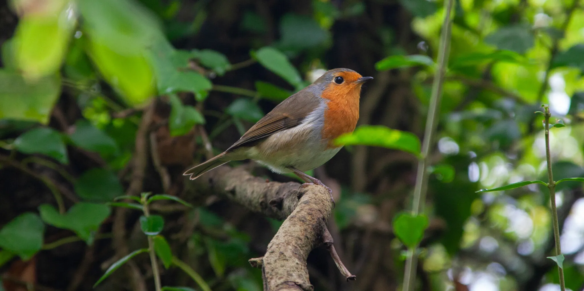 Rockin Robin