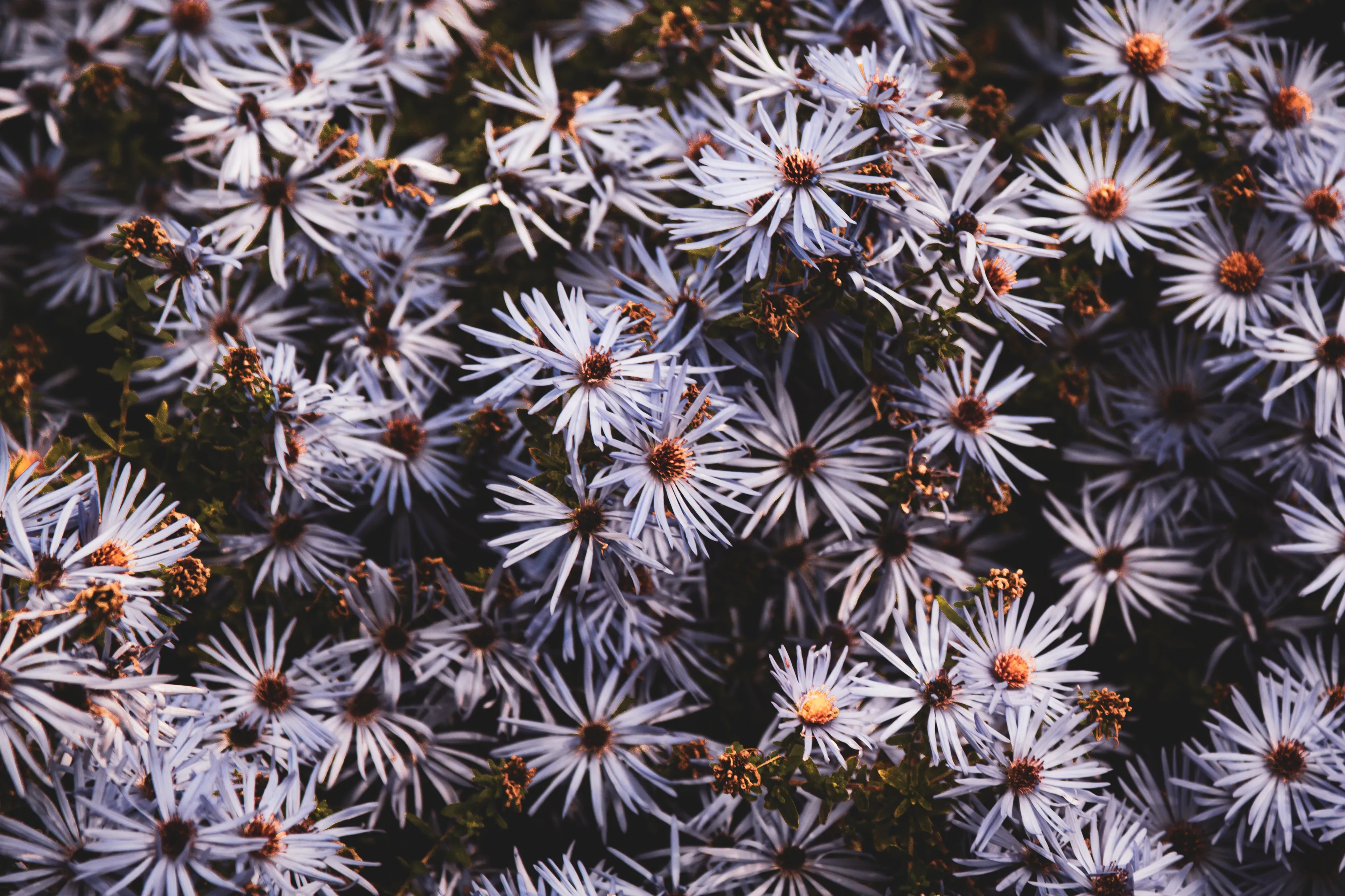 Wall Of Flowers