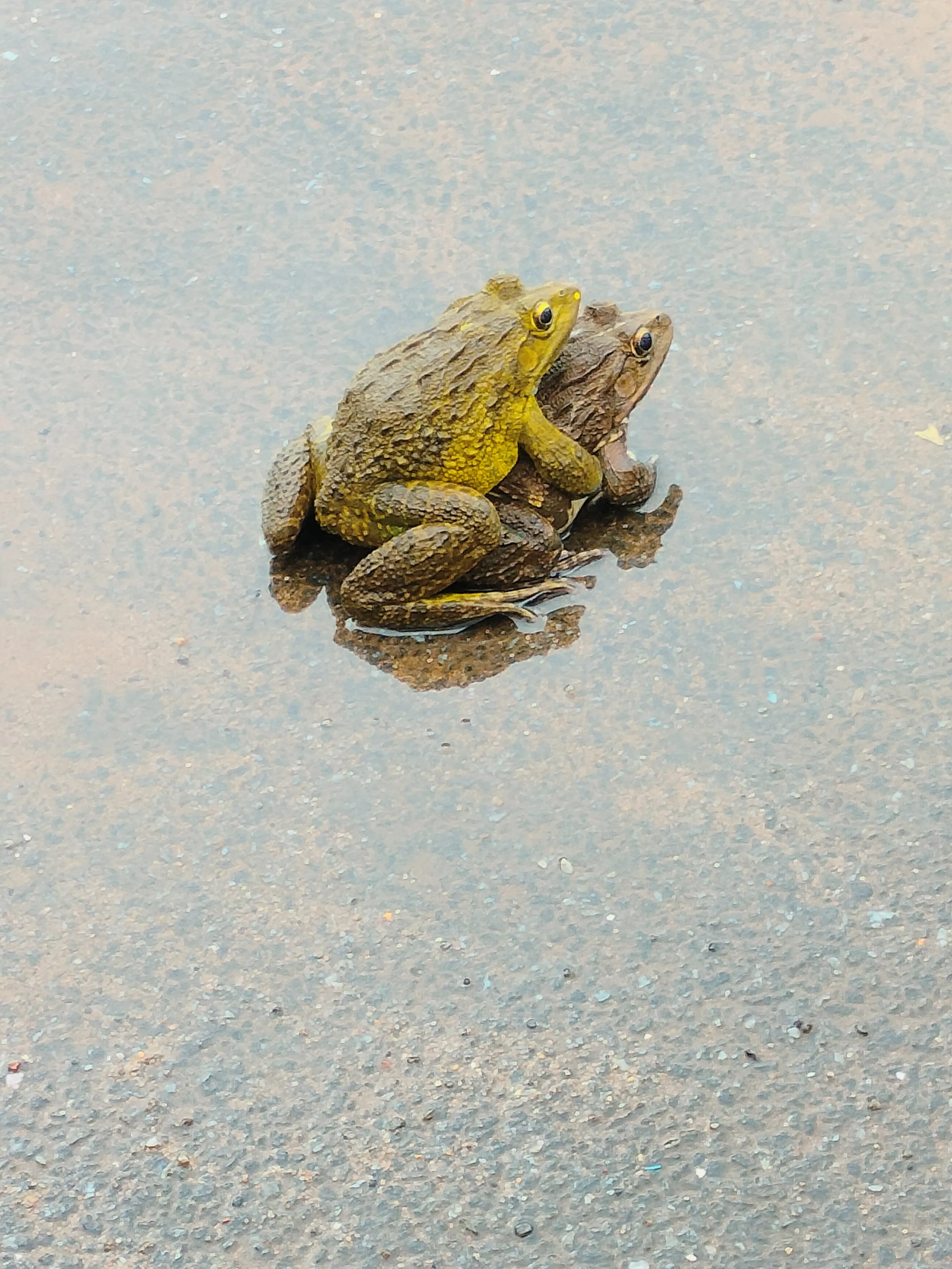 Amphibian Duo
