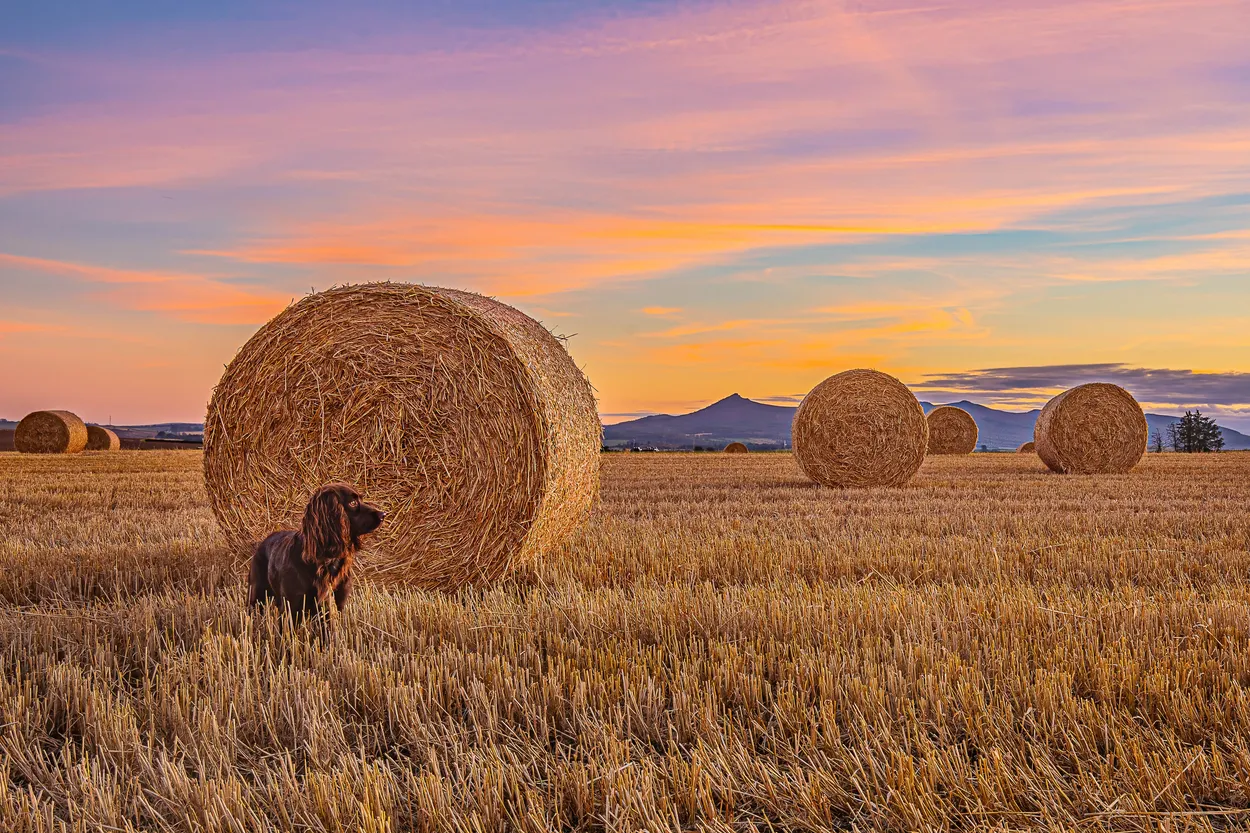 Entry 21996337