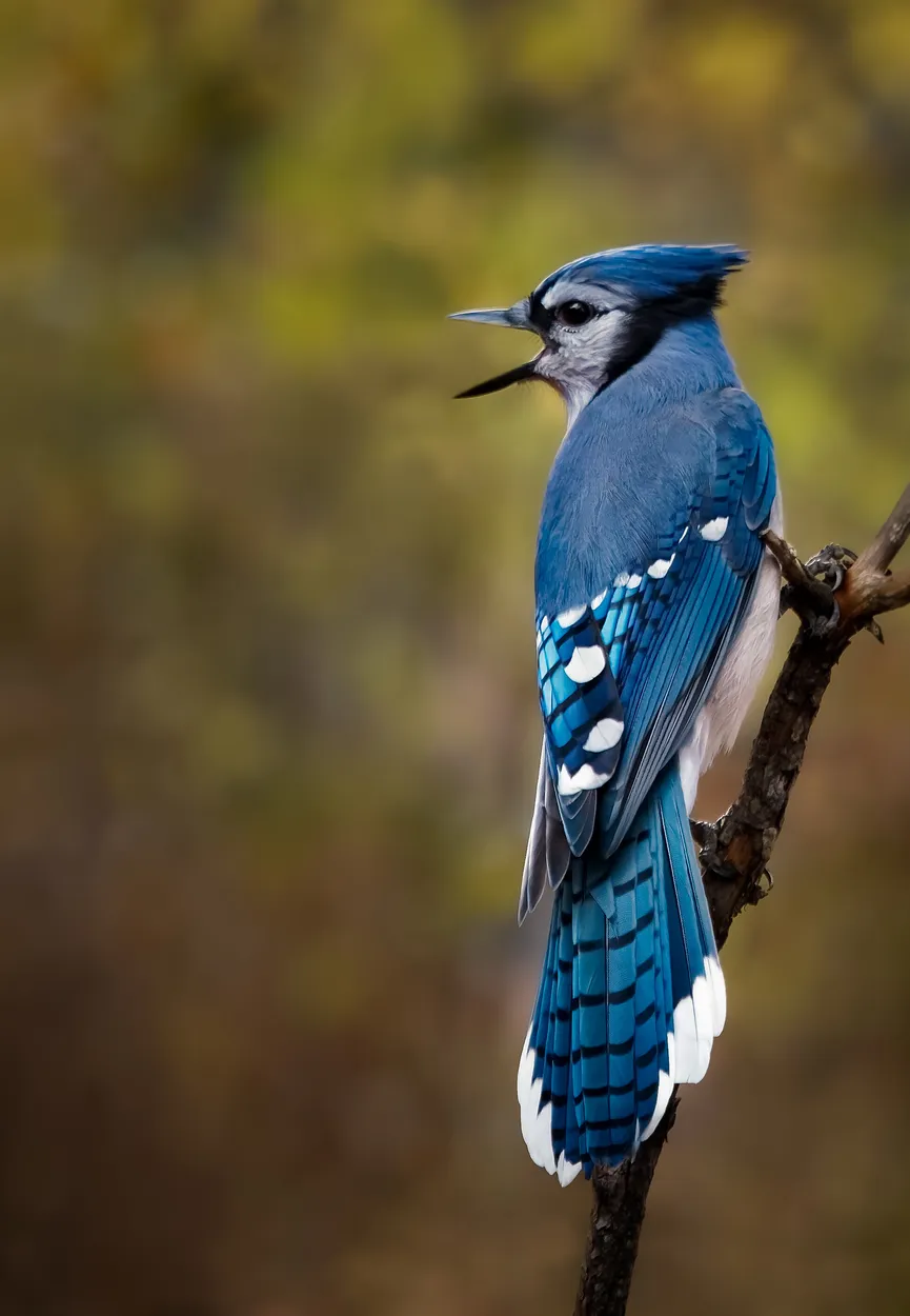 Entry 21802347