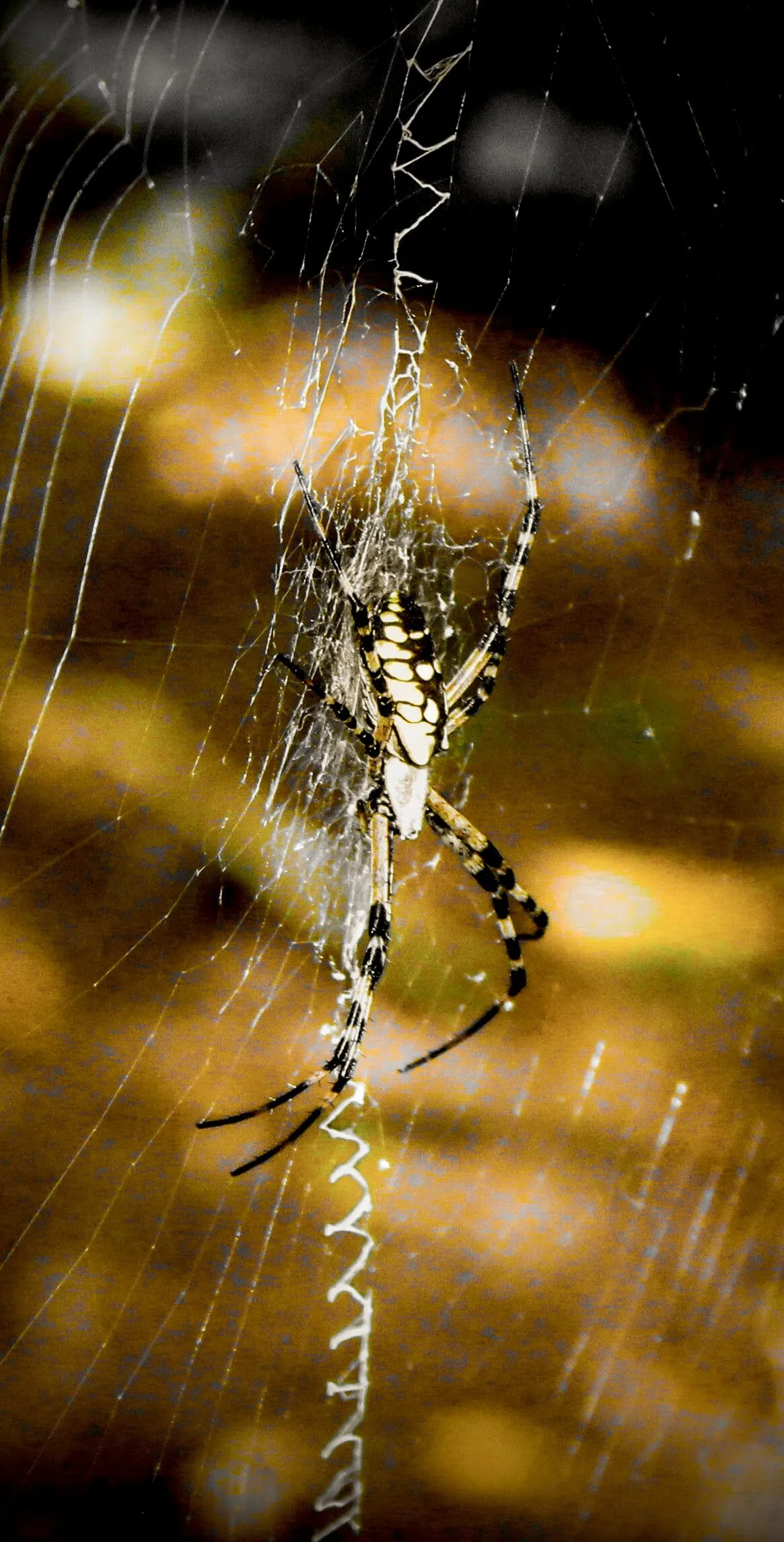 Arachne