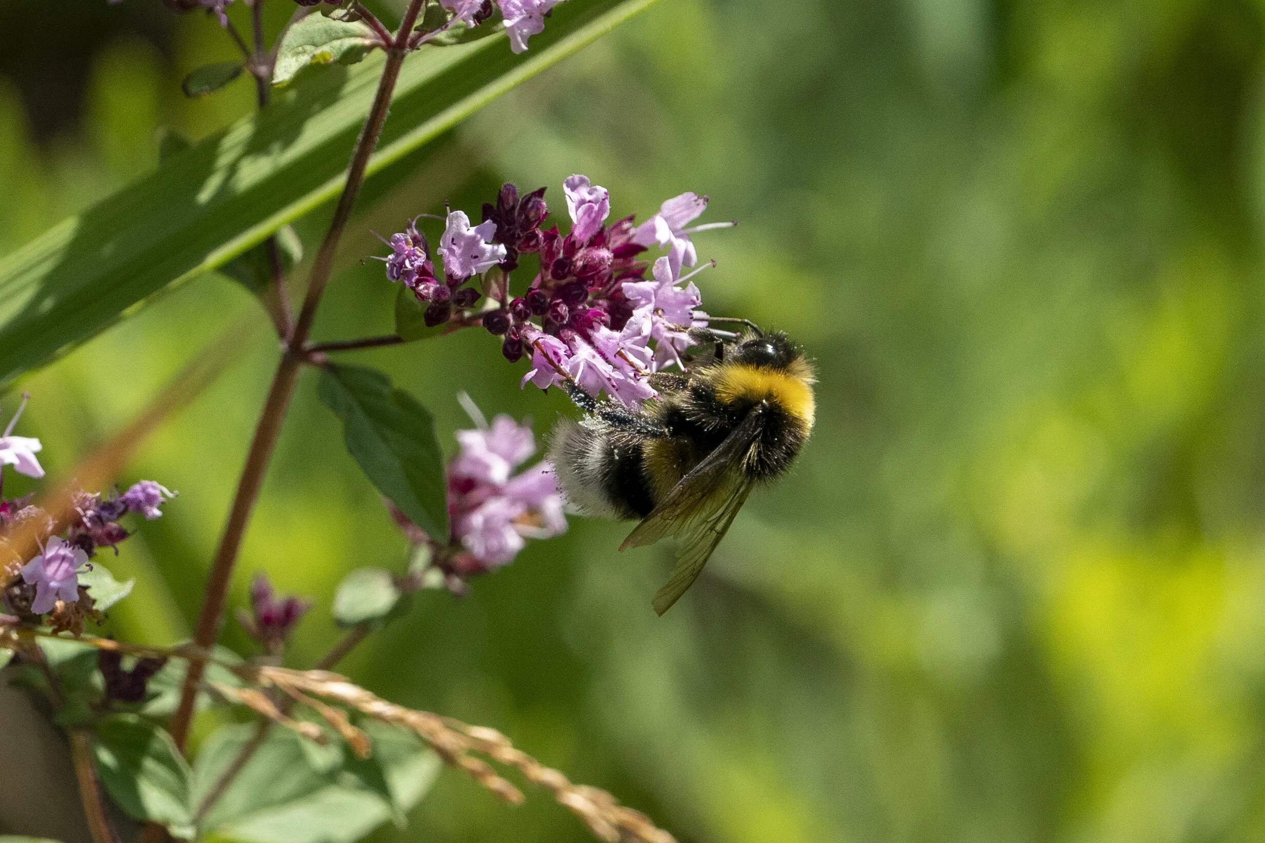 Bees of Kazakhstan