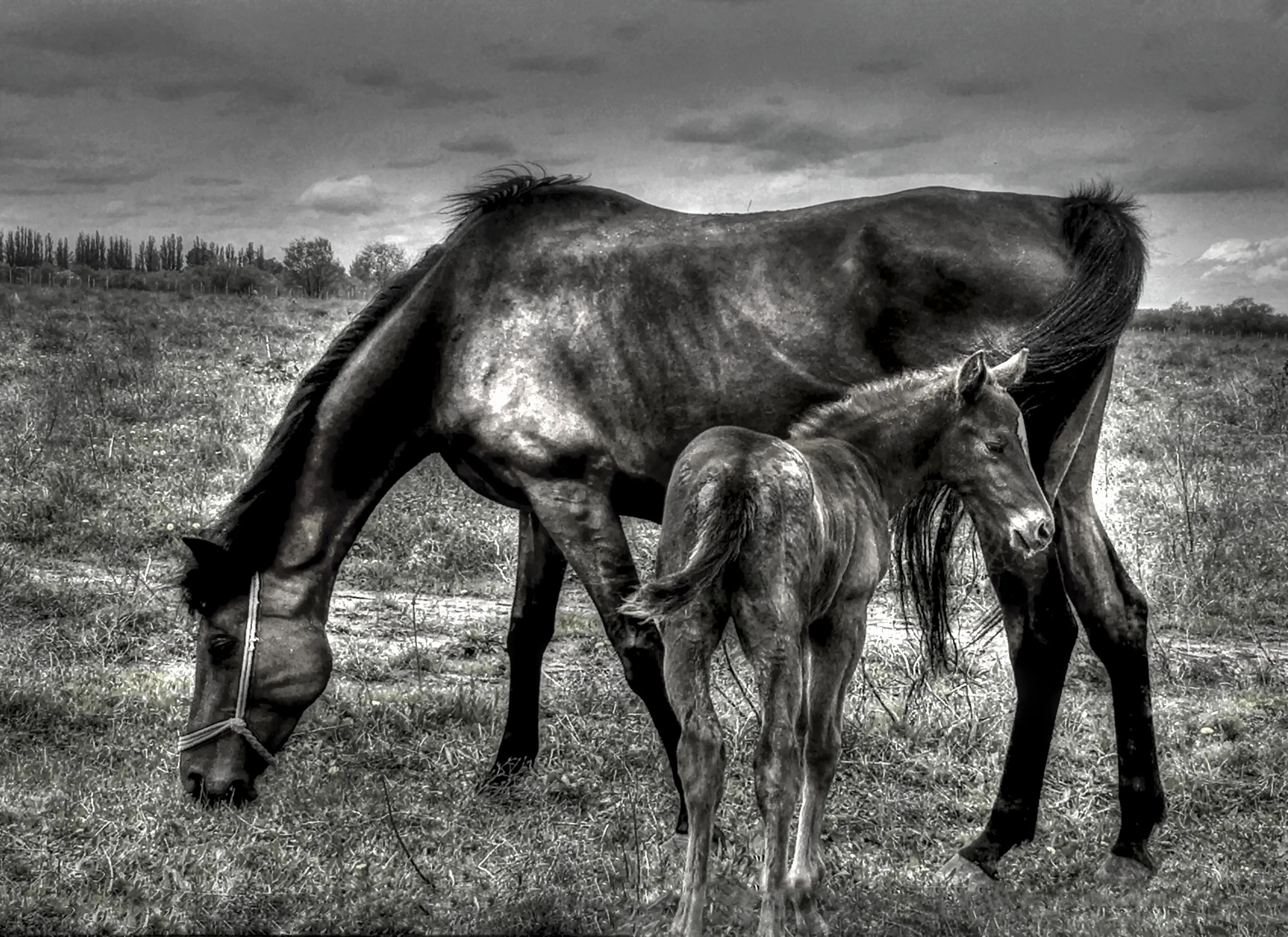 The Mare and her Colt