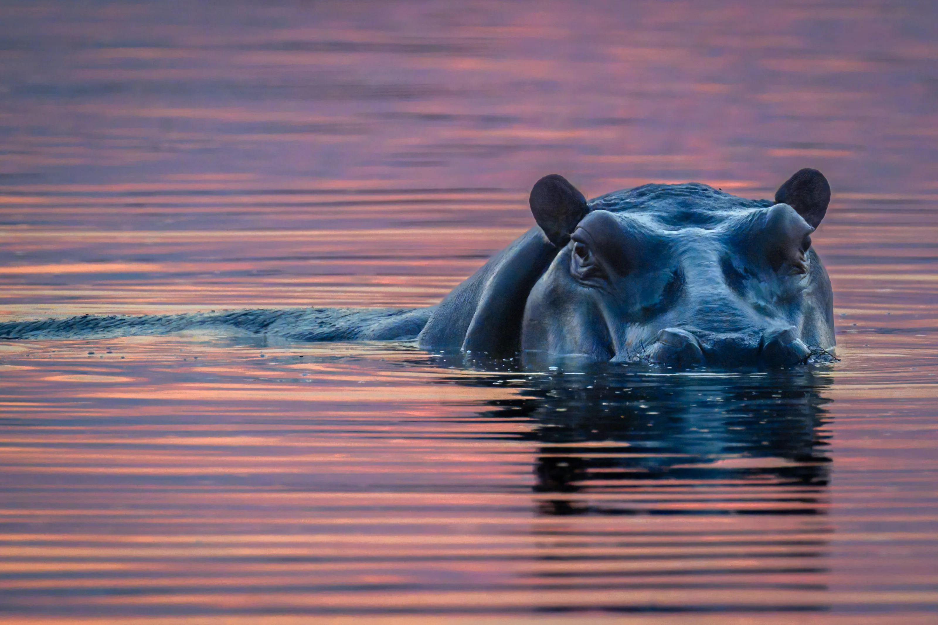 Hippo at sunset