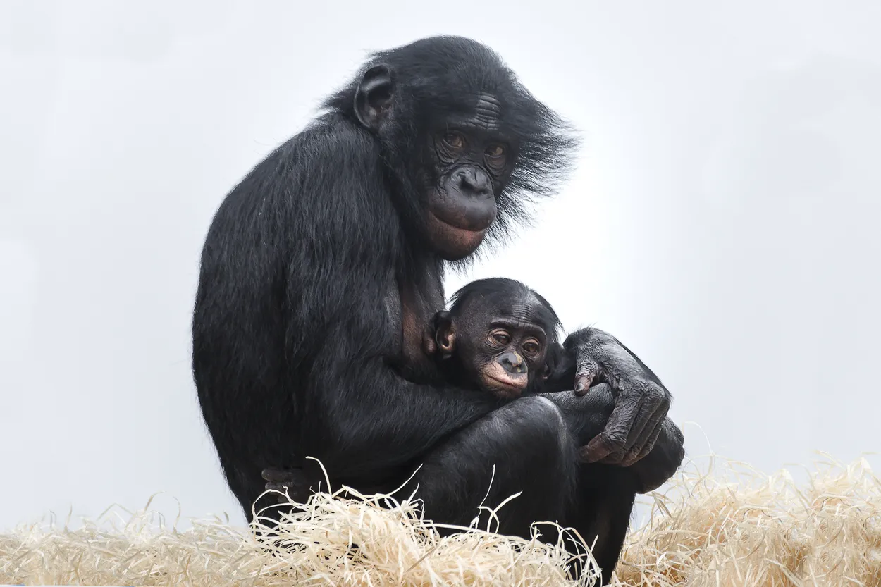 Bonobos