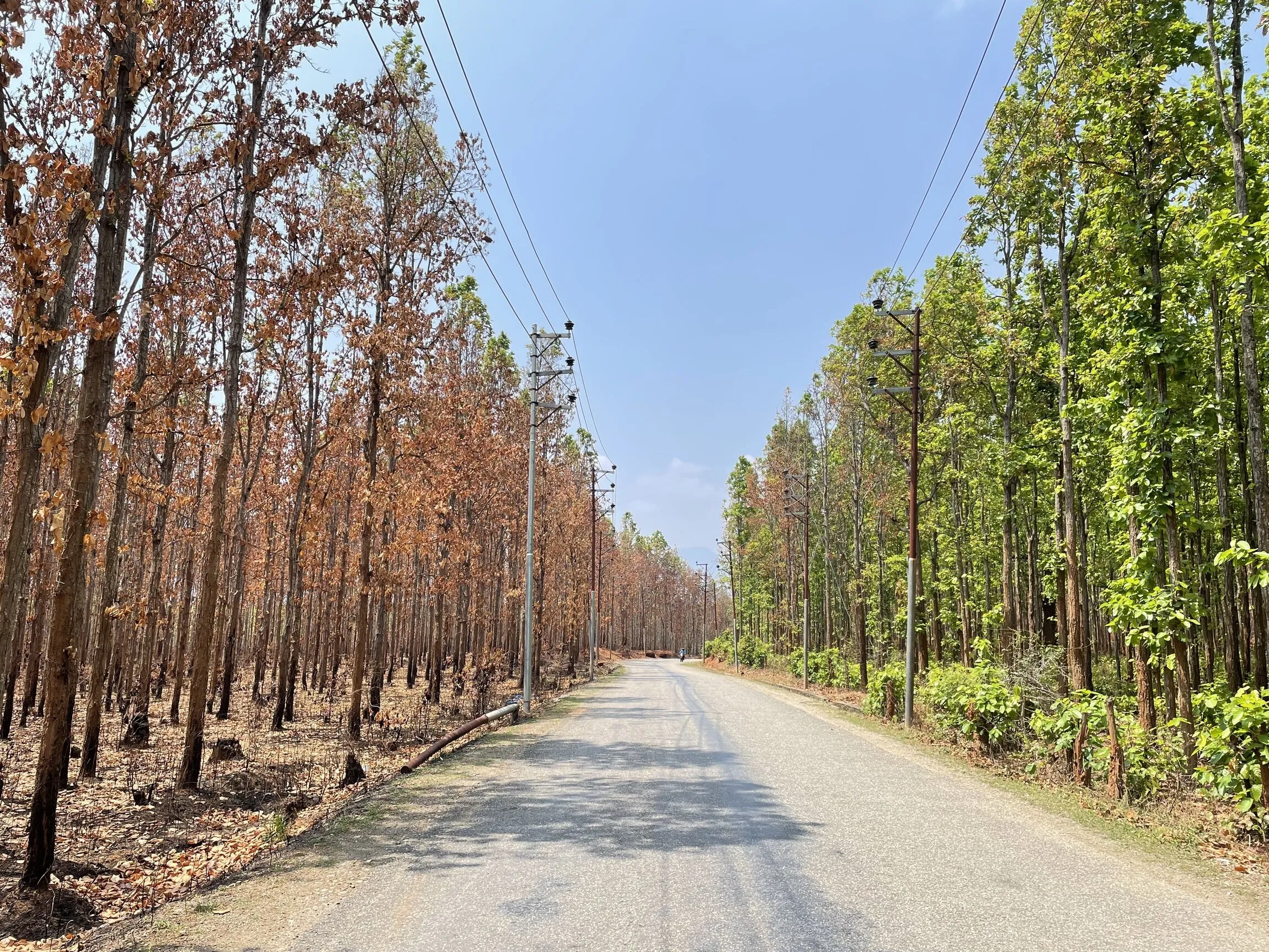 A Tale of Two Forests: Fire and Life