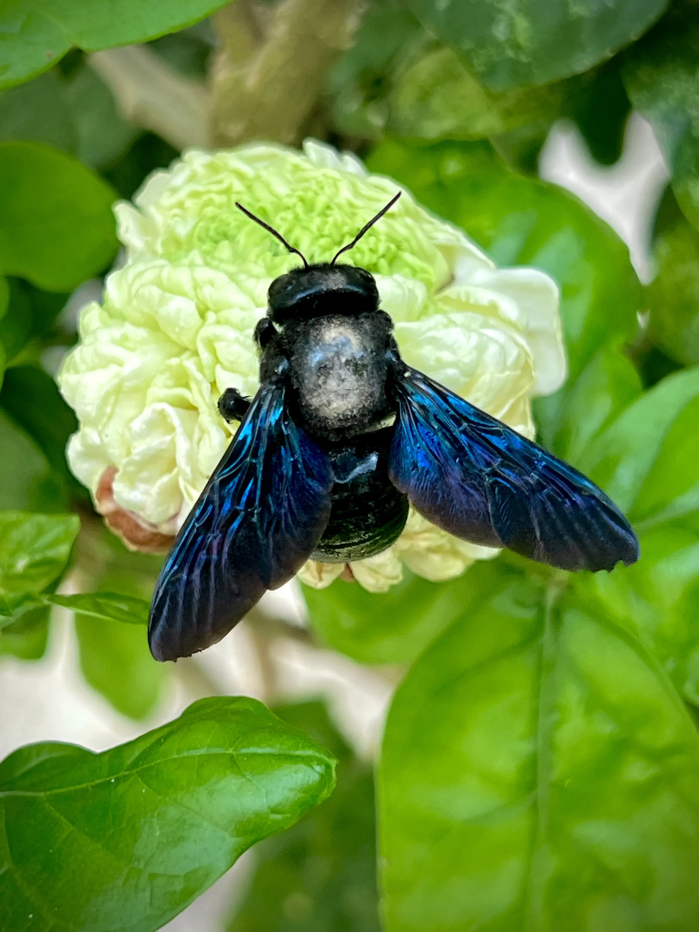 The blue bee