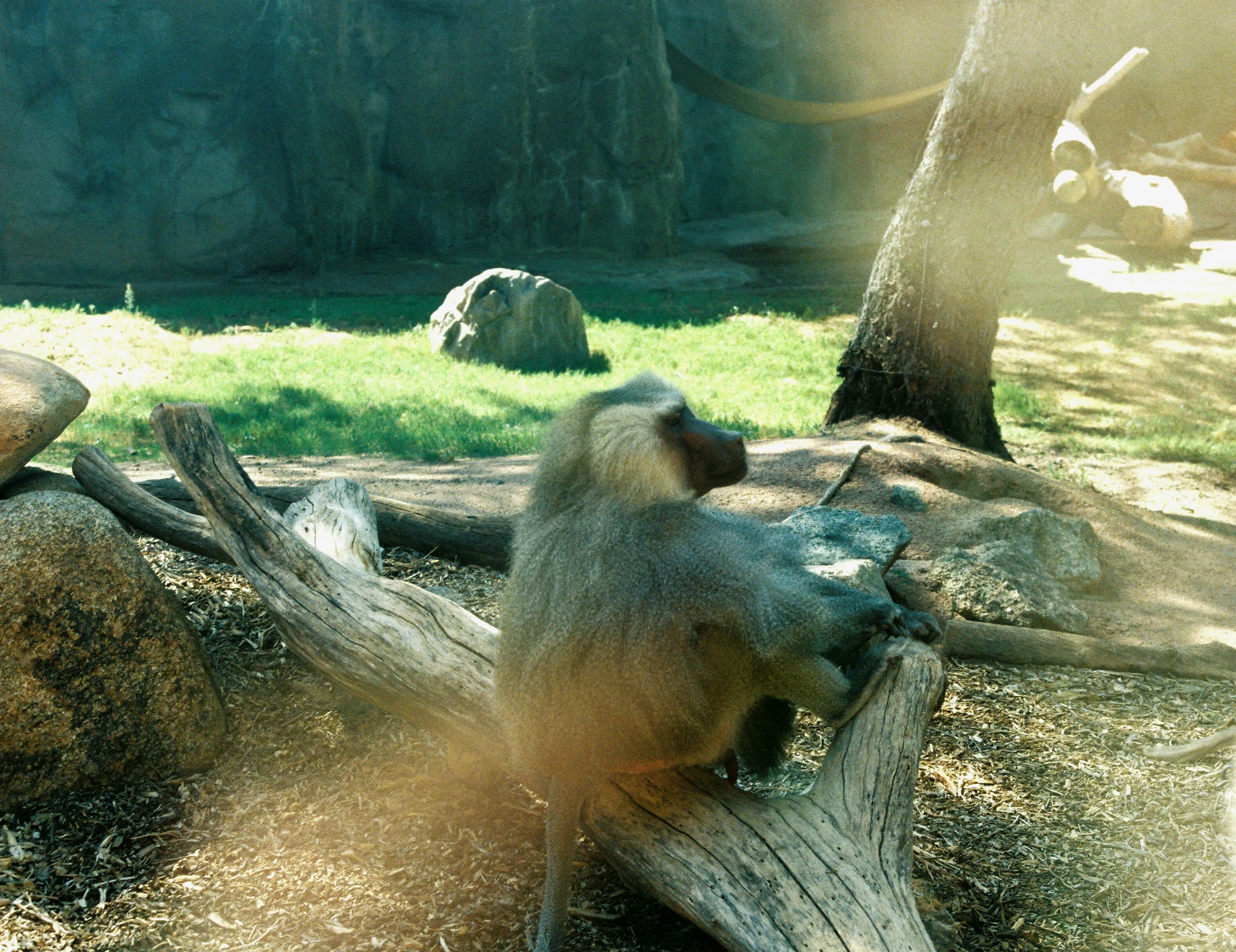 Pheonix Zoo