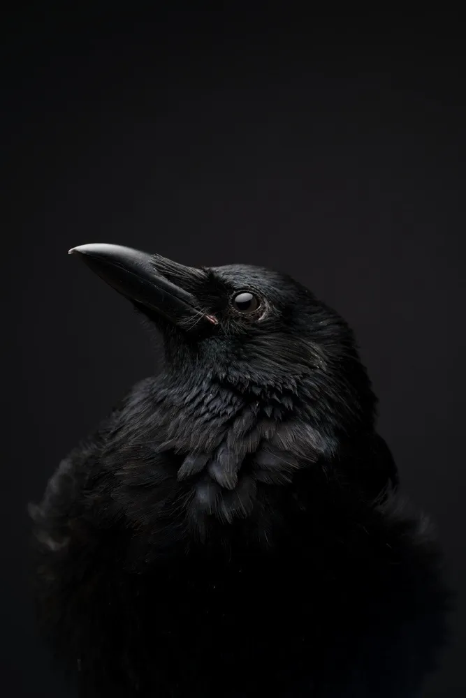 Mr Majestic