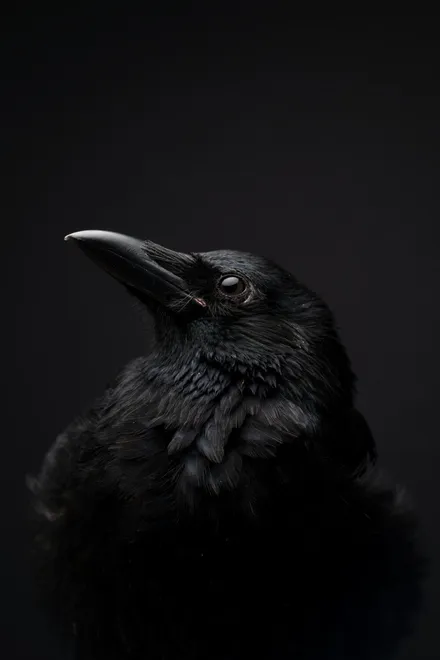 Mr Majestic