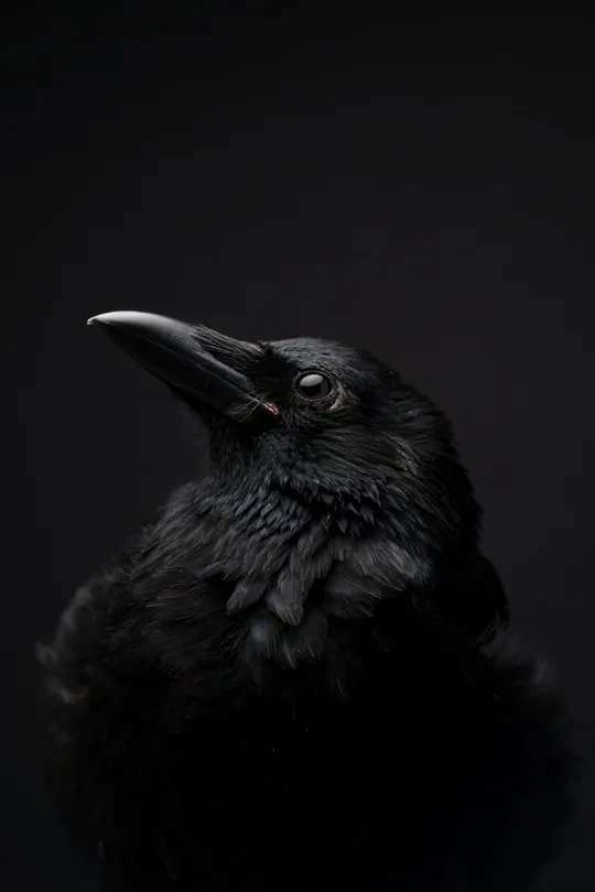 Mr Majestic