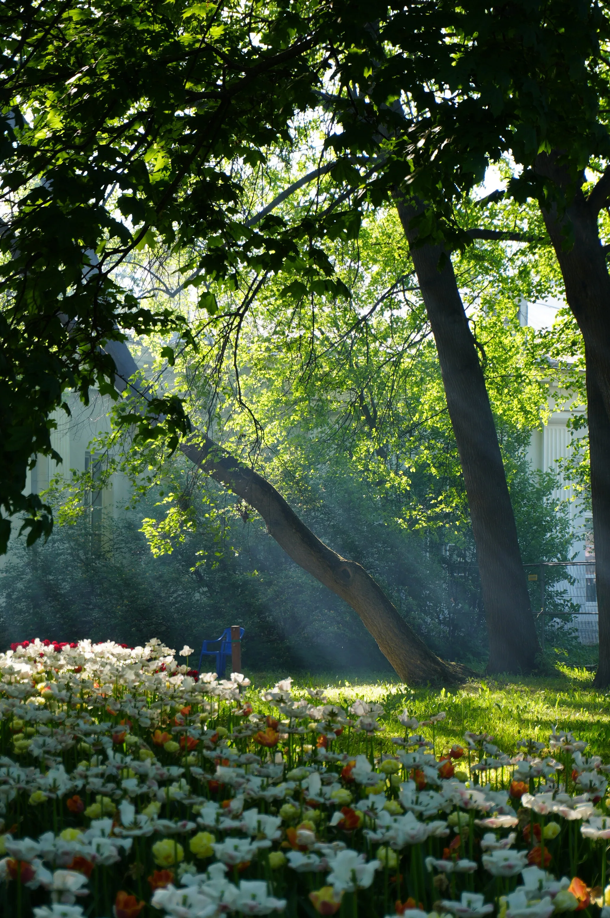 Forest in the city