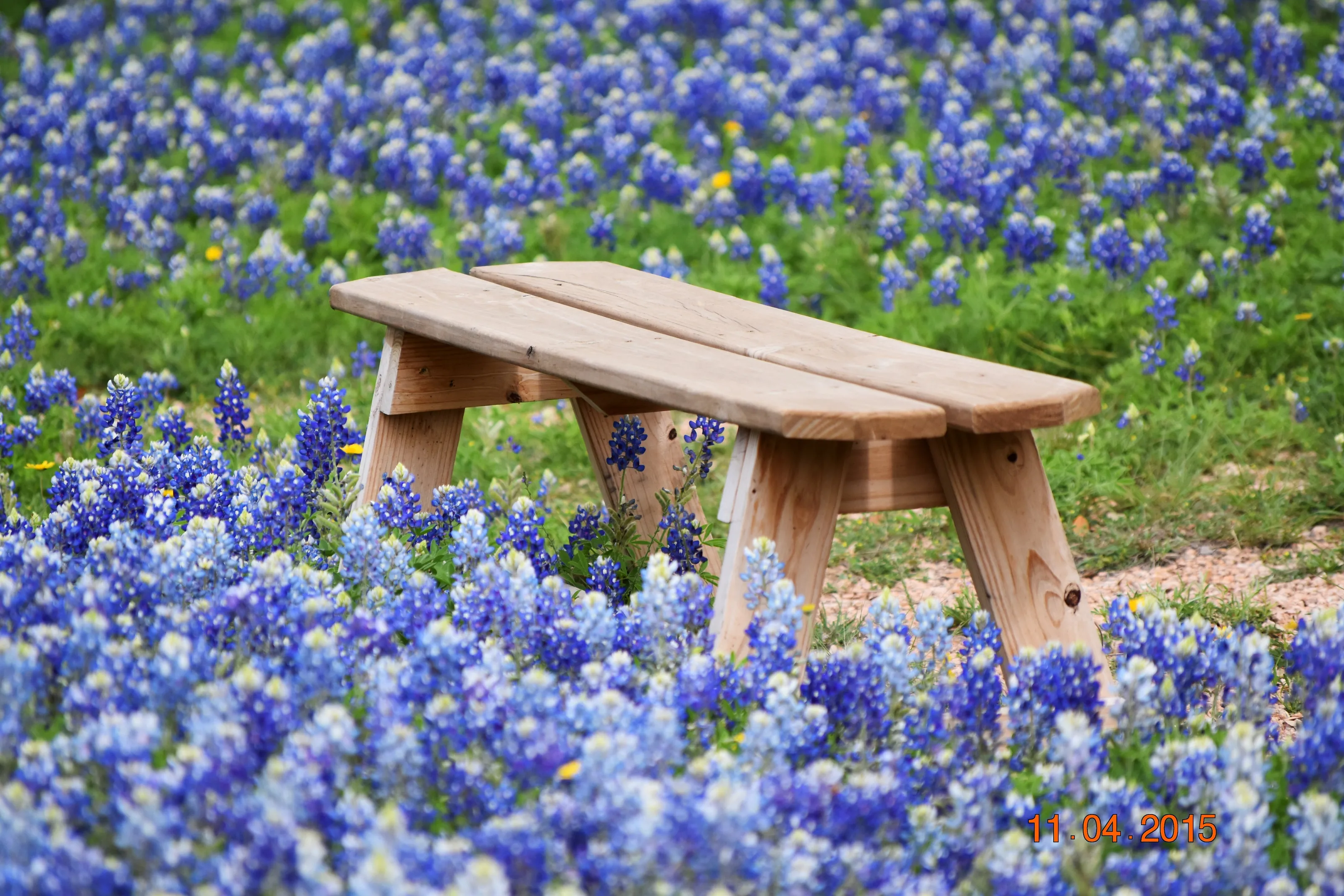 Bluebonnet