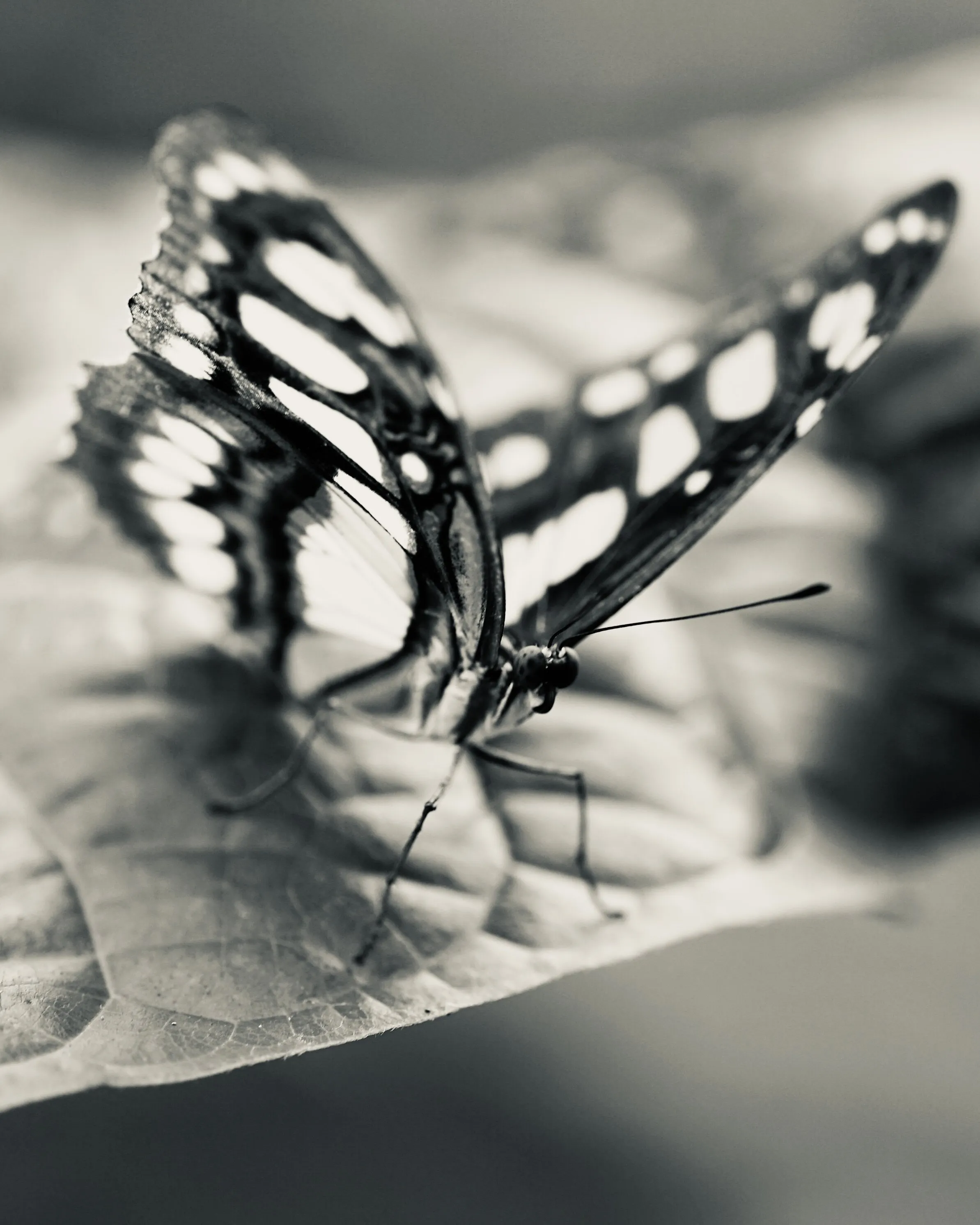 B&W Butterfly