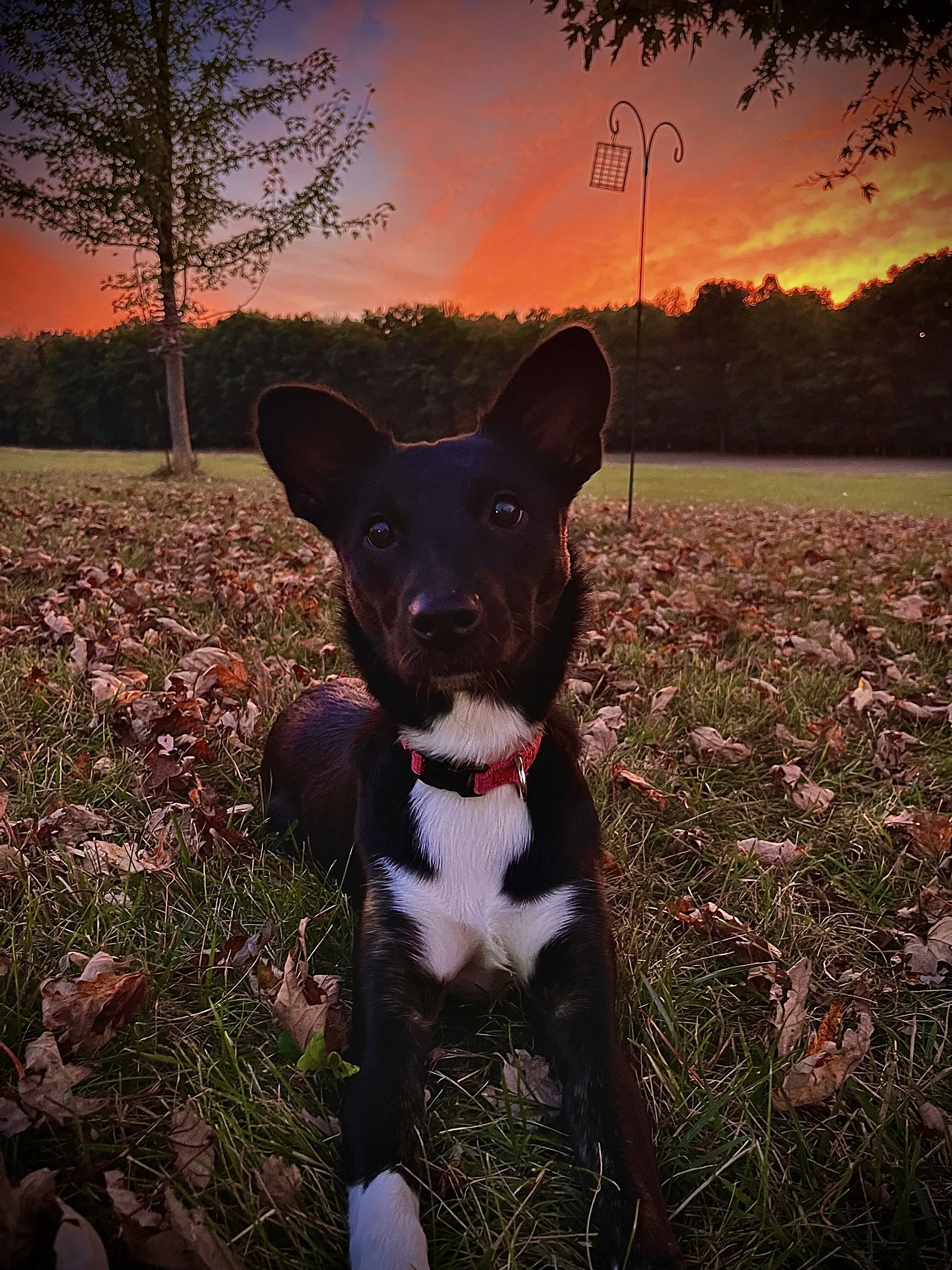 A Beautiful Sunset