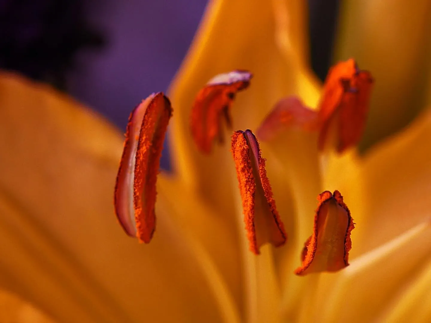 Floral Stamen