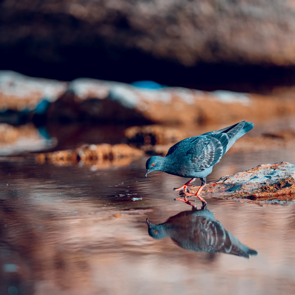 Entry 27503915
