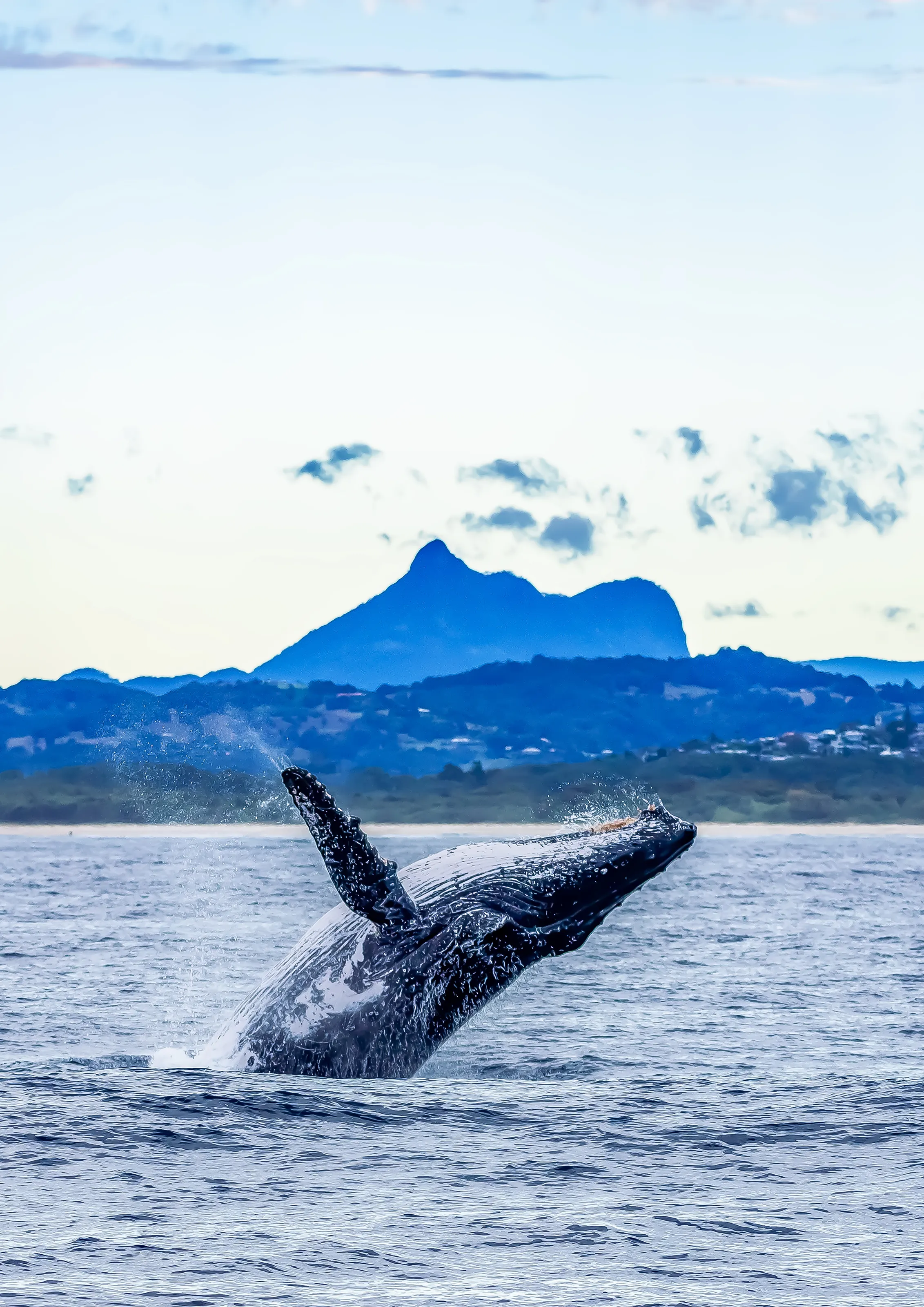 Wollumbin Whale