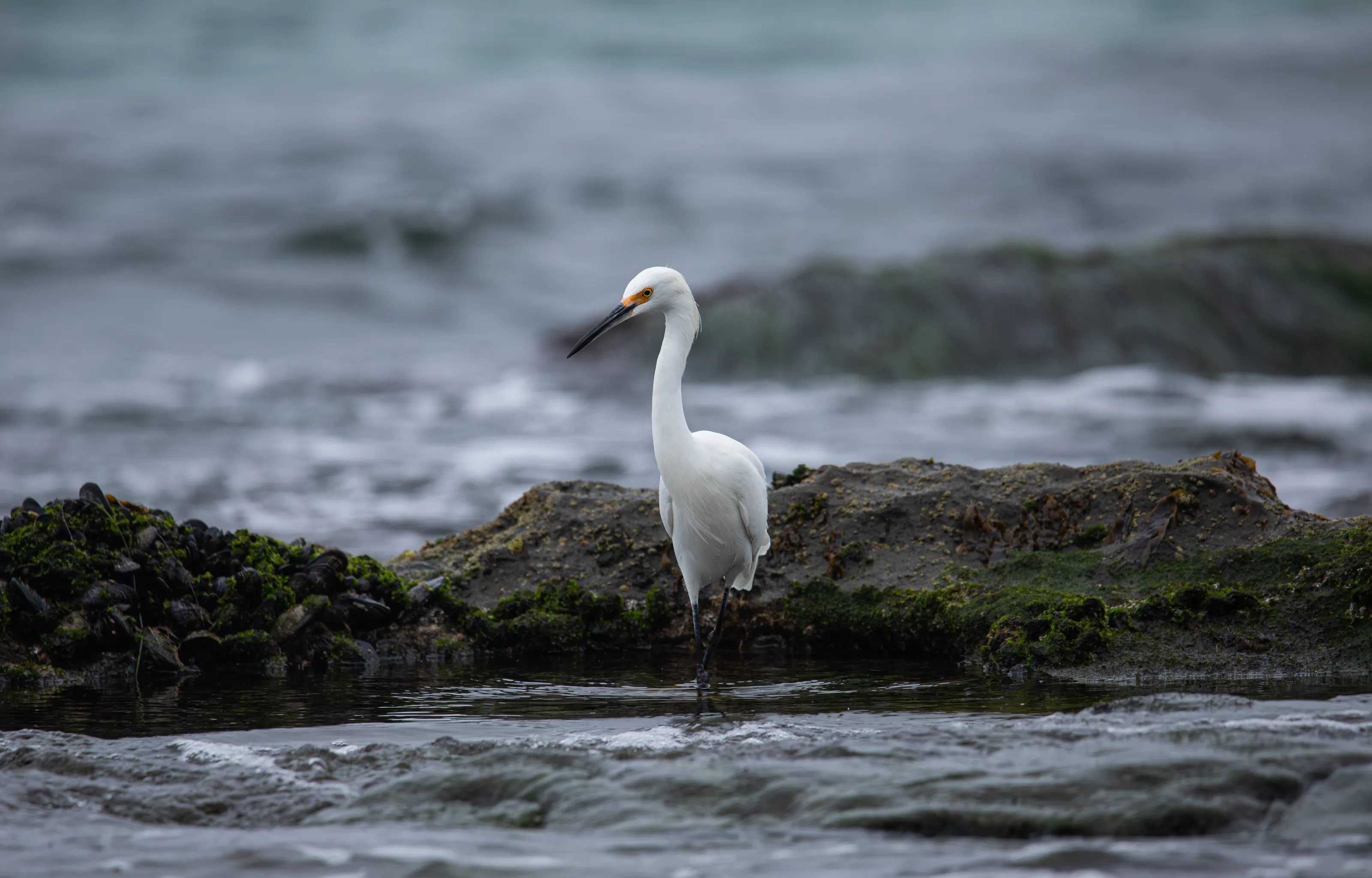 The Egrets Search