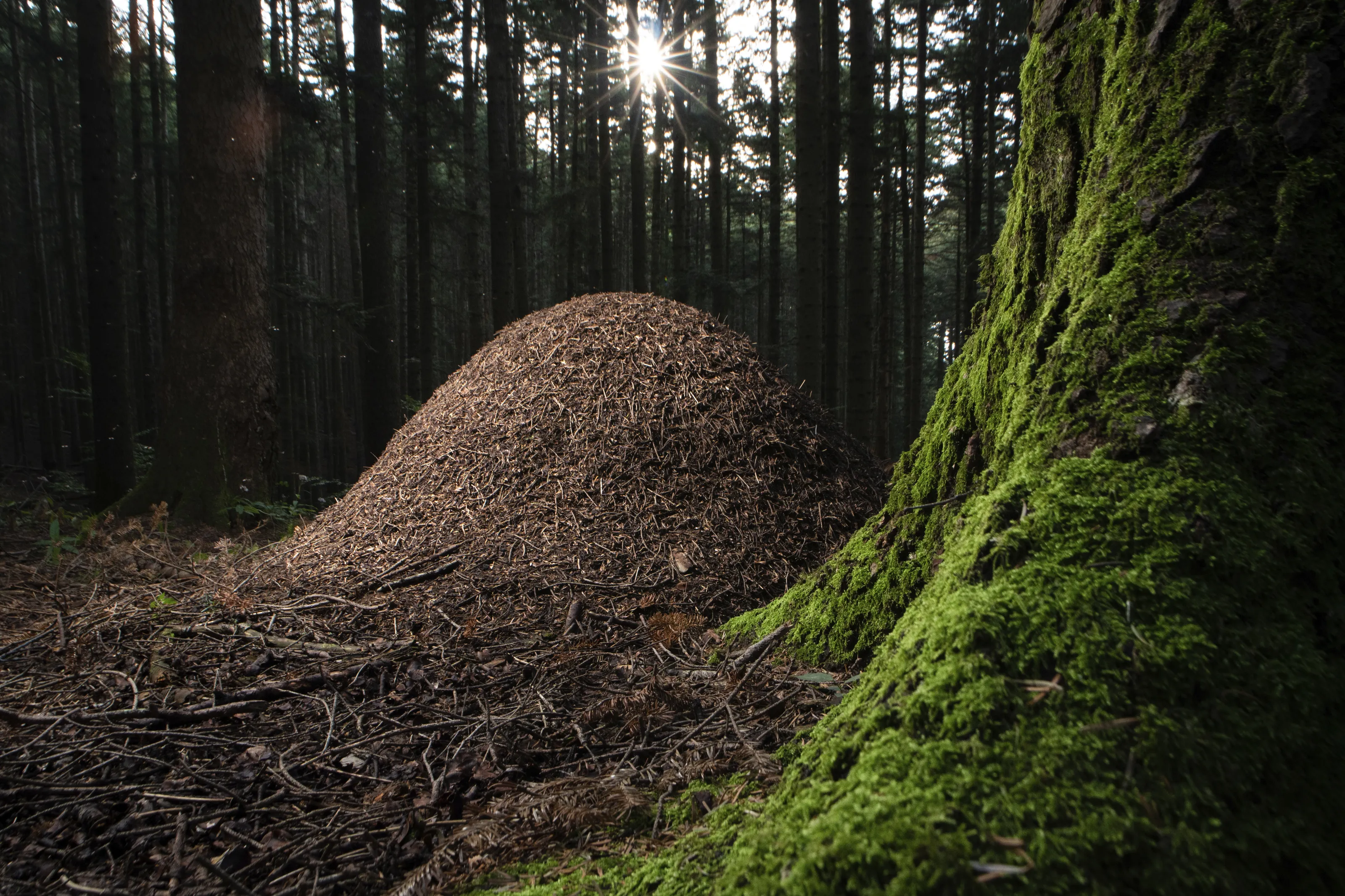 A Fortress made of spruce needles
