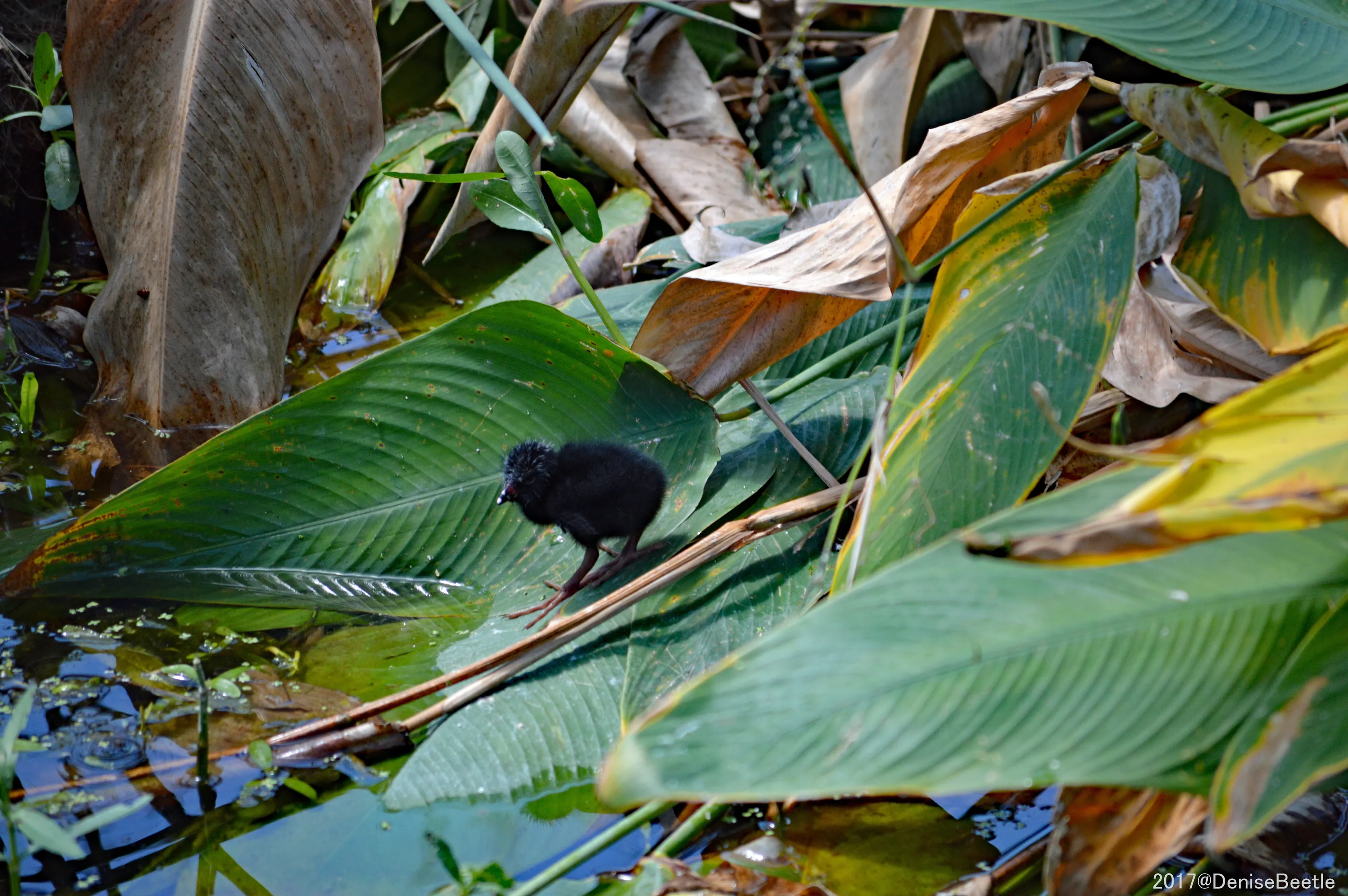 moorhen chick
