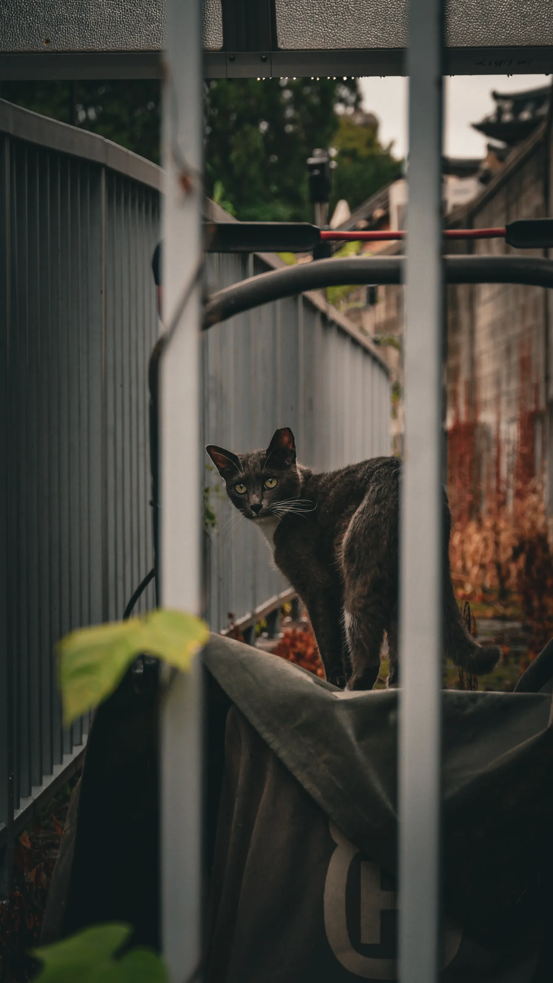 A cat