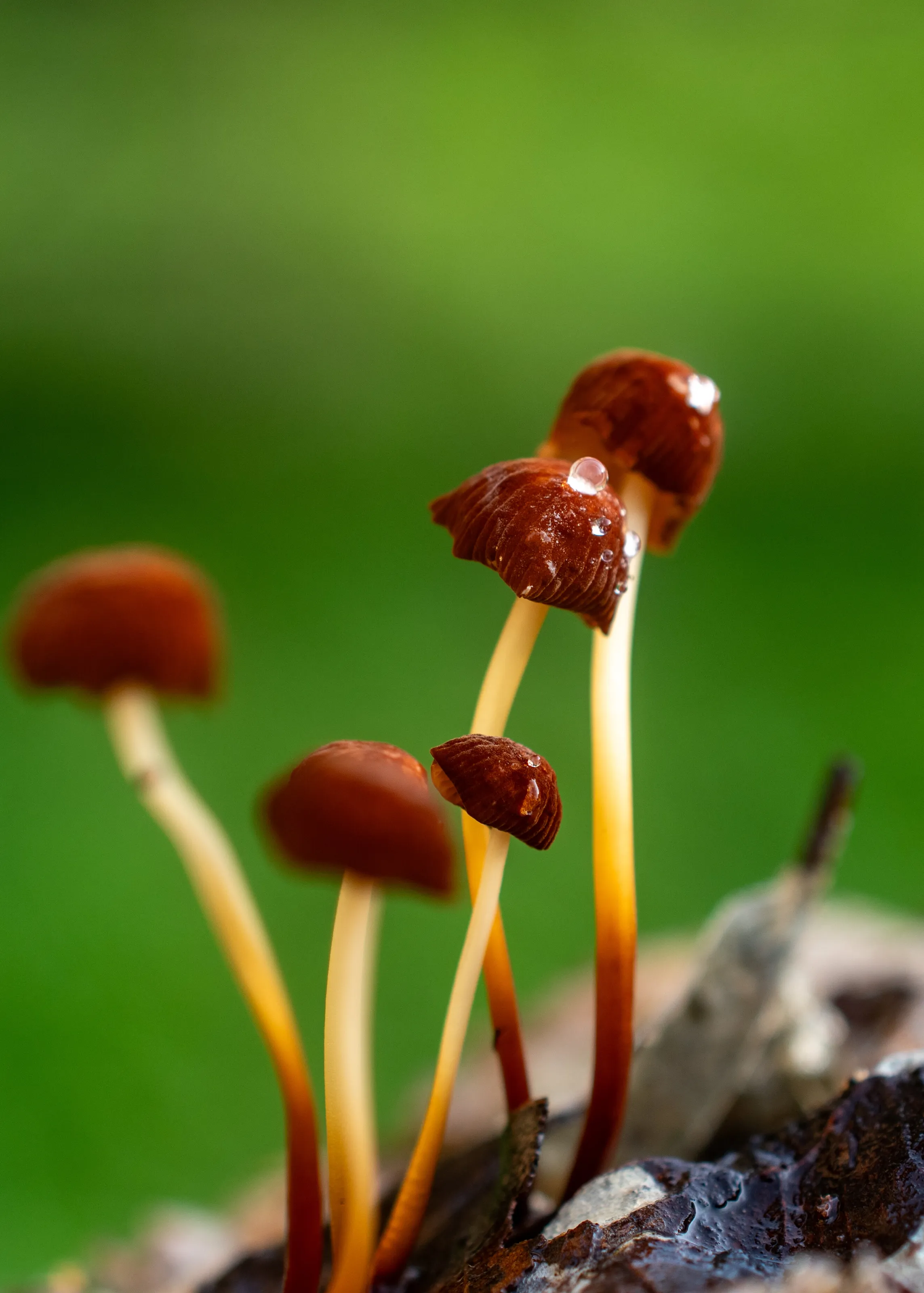Waterdrop balanced on fungi