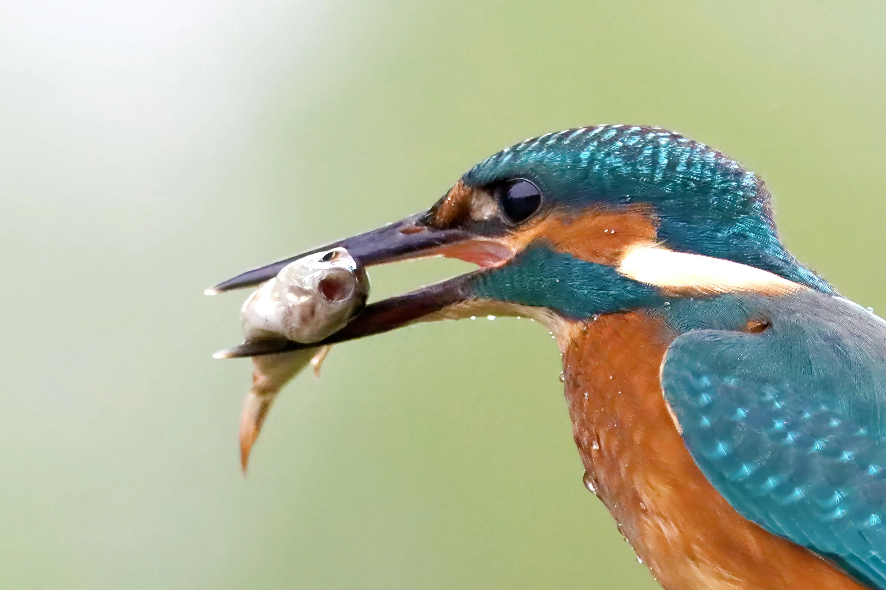 The king's catch