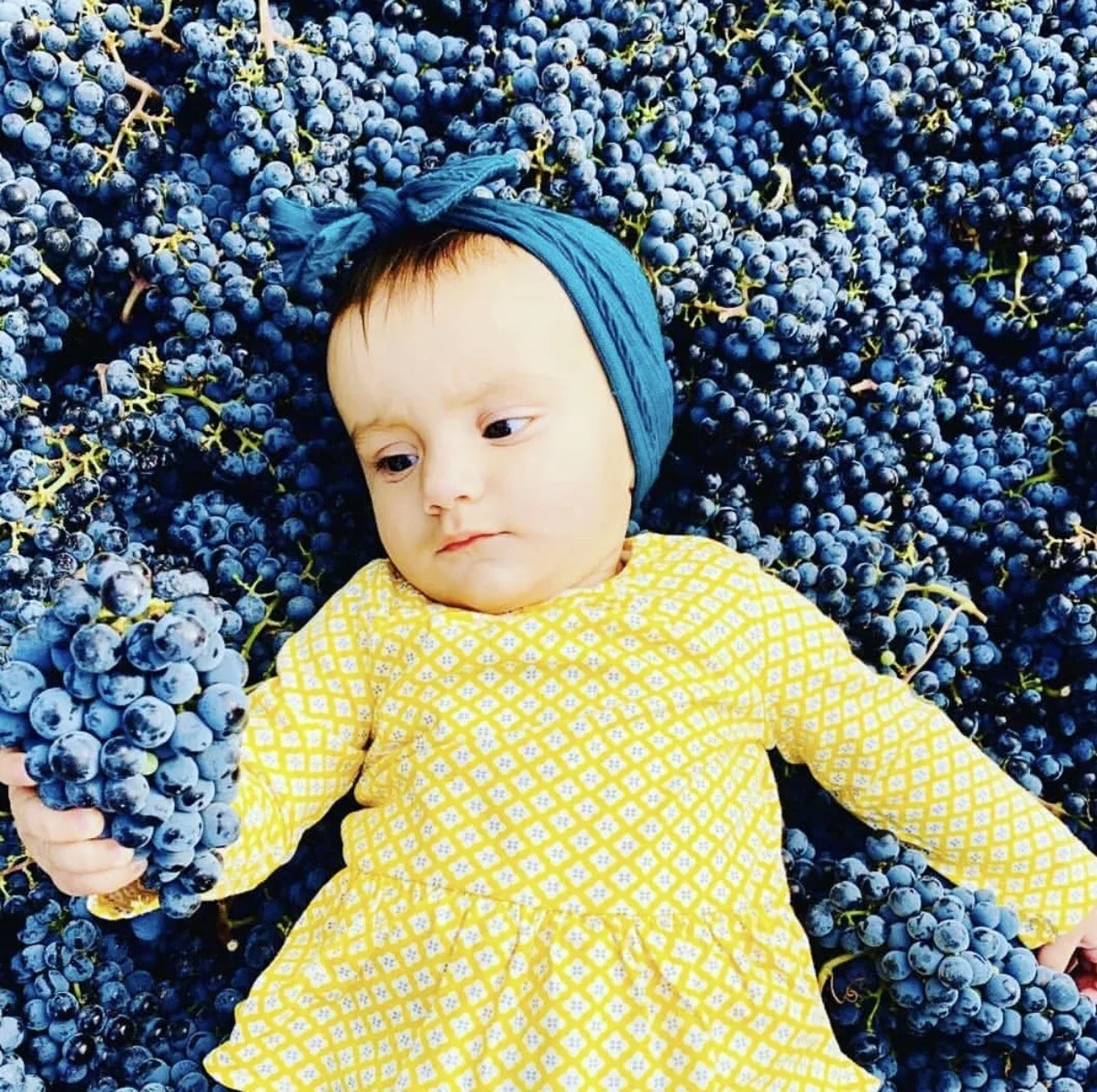 A baby on the grapes bin