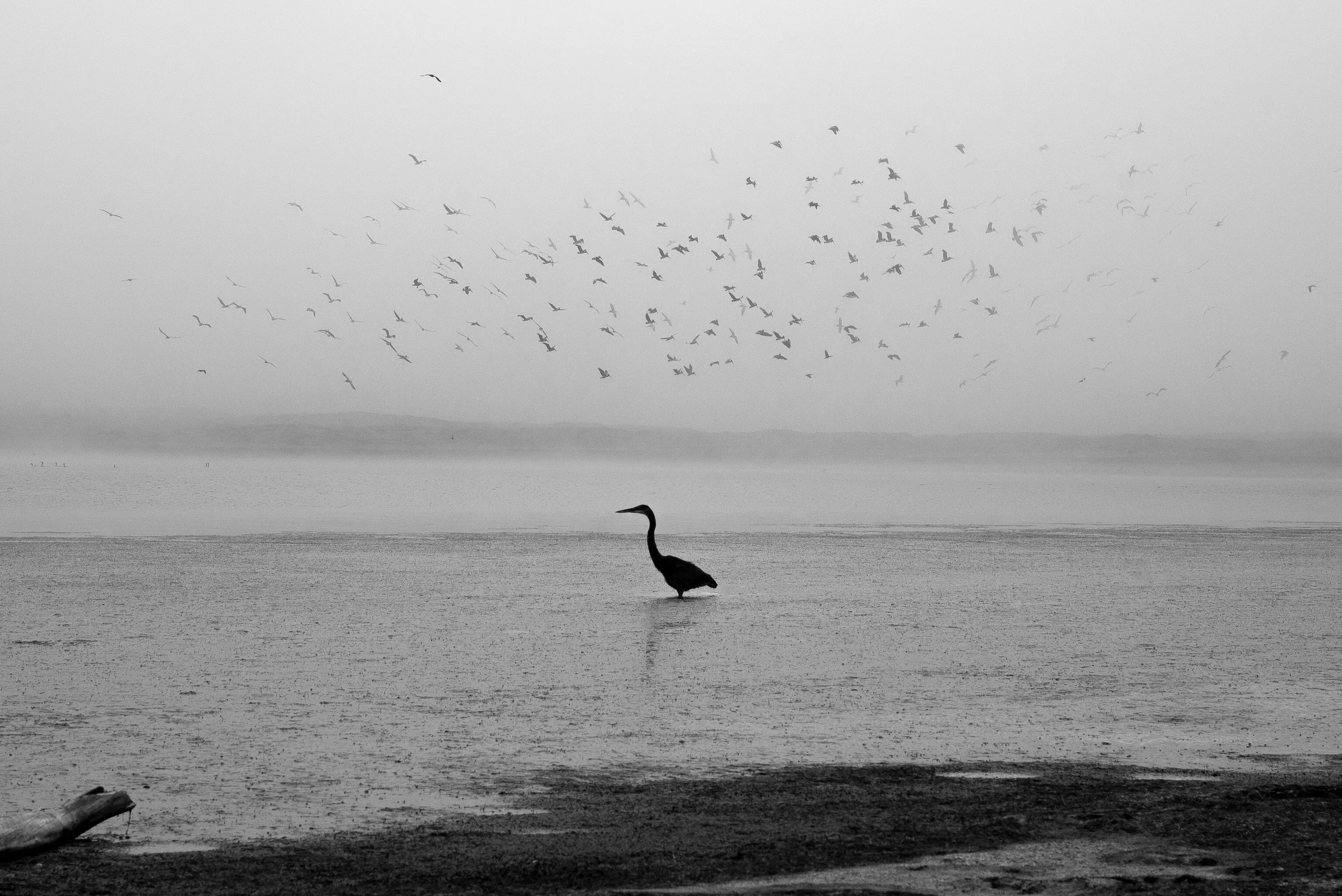Heron of Abbotts Lagoon
